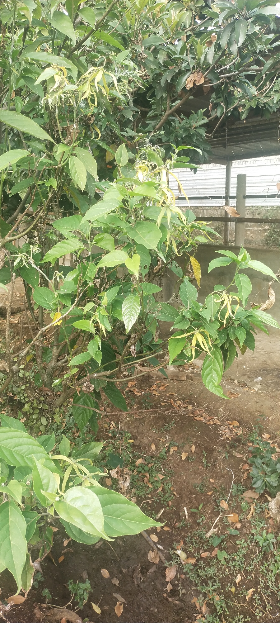 The image shows a close-up view of a plant with green leaves and pale yellow, elongated flowers, commonly known as Ylang-Ylang. The plant is situated outdoors, with brown soil and scattered dry leaves visible on the ground. In the background, a corrugated metal fence and a concrete wall are present, suggesting an urban or semi-urban environment. The scene appears to be in a residential or garden area. The specific location is stated to be Pasirhuni, Indonesia. There are no people or visible animals in the image. The lighting suggests it is daytime.