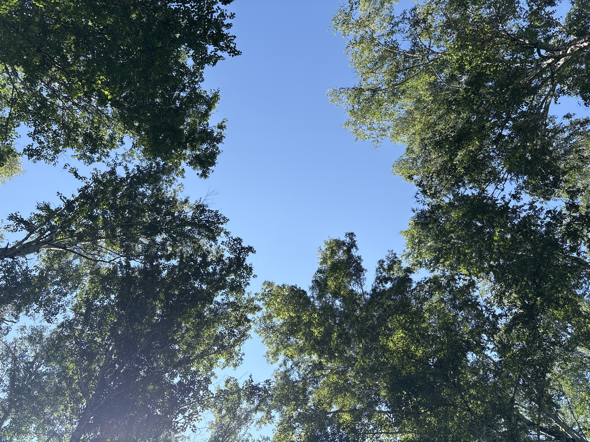 The image is a low-angle shot looking up at the sky through the canopy of birch trees. The sky is a clear, bright blue. The leaves of the trees are a vibrant green, with sunlight filtering through them, creating dappled patterns. The branches are bare in places, showing the light bark of the birch trees. The scene suggests a summer day in a natural environment. The location is identified as Dubrovino, Russia. There are no people or animals visible in the image. The overall impression is one of natural beauty and tranquility.