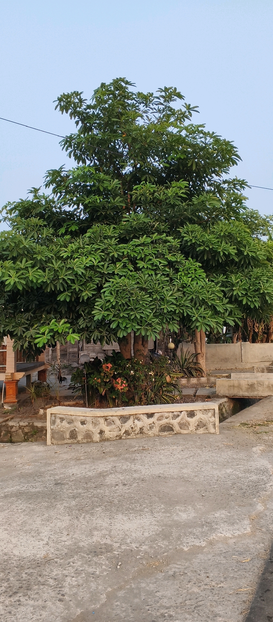 In Japanan, Indonesia, a large, leafy tree dominates the frame, its green canopy spread wide against a pale blue sky. The tree stands behind a low, stone-faced wall with a concrete cap, in front of which a narrow strip of garden beds holds a mix of plants. To the left, part of an outdoor seating area with a wooden bench and pillars is visible. To the right, concrete steps lead up to a higher level, with a small drainage channel running alongside them. The foreground is a paved area, likely a walkway or courtyard, with a textured concrete surface. The overall scene depicts an outdoor residential area with lush vegetation.