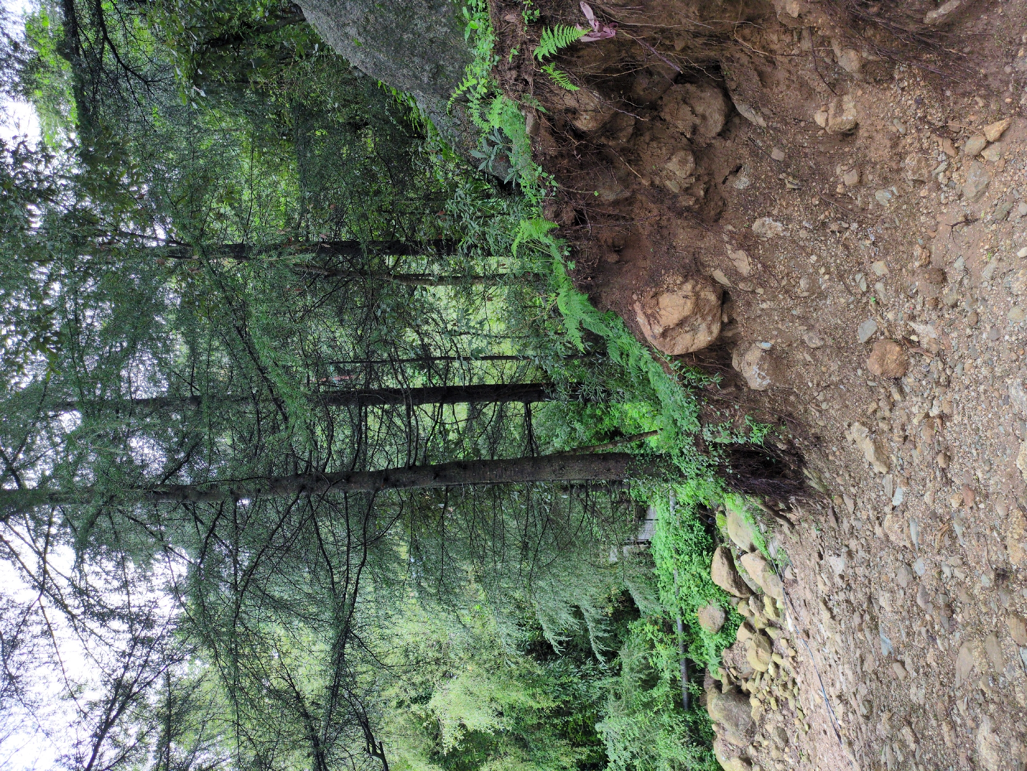 The image depicts a natural scene in Dharamkot, India, characterized by a dense forest with tall coniferous trees. The ground is a mixture of loose soil, gravel, and rocks, indicating a sloped terrain. Vegetation, including ferns and leafy plants, grows abundantly along the edge of a slightly elevated embankment where exposed tree roots are visible. A large boulder is present on the right side of the frame, partially covered by greenery. In the background, more trees and foliage create a lush, green canopy. The overall impression is one of a natural, somewhat untamed environment.
