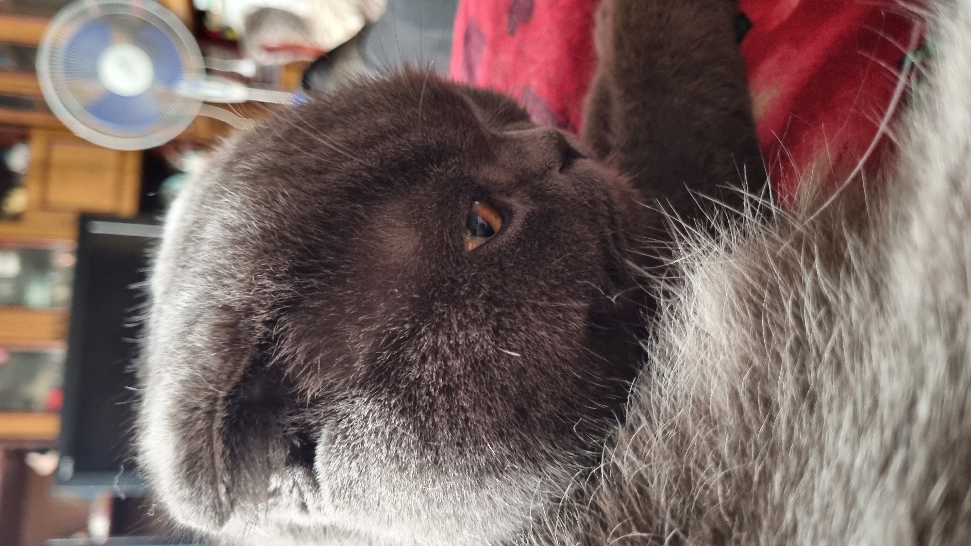 A close-up, eye-level shot shows the side profile of a grey Scottish Fold cat resting on a red blanket with a dark pattern. The cat's fur is dense and fluffy, with lighter grey fur around its neck and chest contrasting with the darker grey fur of its head. The cat's left eye is visible, a striking amber color with a slightly dilated pupil. The background is out of focus, revealing a wooden cabinet and a white oscillating fan, suggesting an indoor domestic setting. The lighting is dim, creating soft shadows. The image does not depict any specific location in the city of Vysokoe, Russia, nor does it contain any people or interactions.