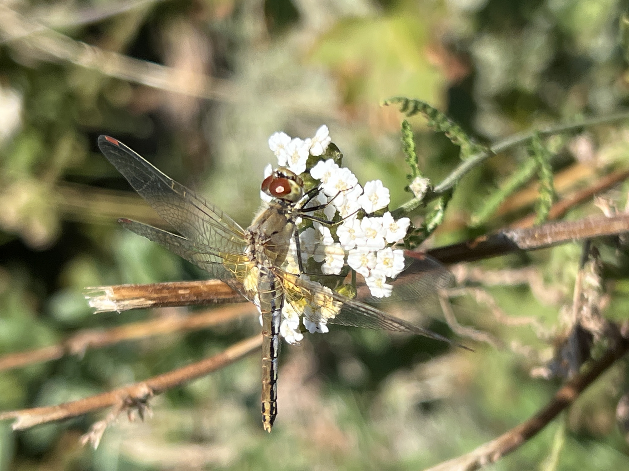 A close-up, vertically oriented, slightly low-angle, eye-level outdoor photograph shows a dragonfly perched on a cluster of small white flowers. The dragonfly, a female of the species *Sympetrum vulgatum*, is oriented horizontally, facing left. Its body is yellowish-brown with black markings on its abdomen. Its wings, which are translucent with visible venation and have a slight reddish tint at the tips, are spread open. The dragonfly's large, prominent eyes are reddish-brown with a lighter circular marking. It is situated on a cluster of small, white, star-shaped flowers. The background is a soft blur of green foliage and brown stems, suggesting a natural, outdoor setting. The image does not contain any indication of the location being in Bukhuny, Ukraine, or any other specific geographical area. There are no people or signs of human activity in the scene.