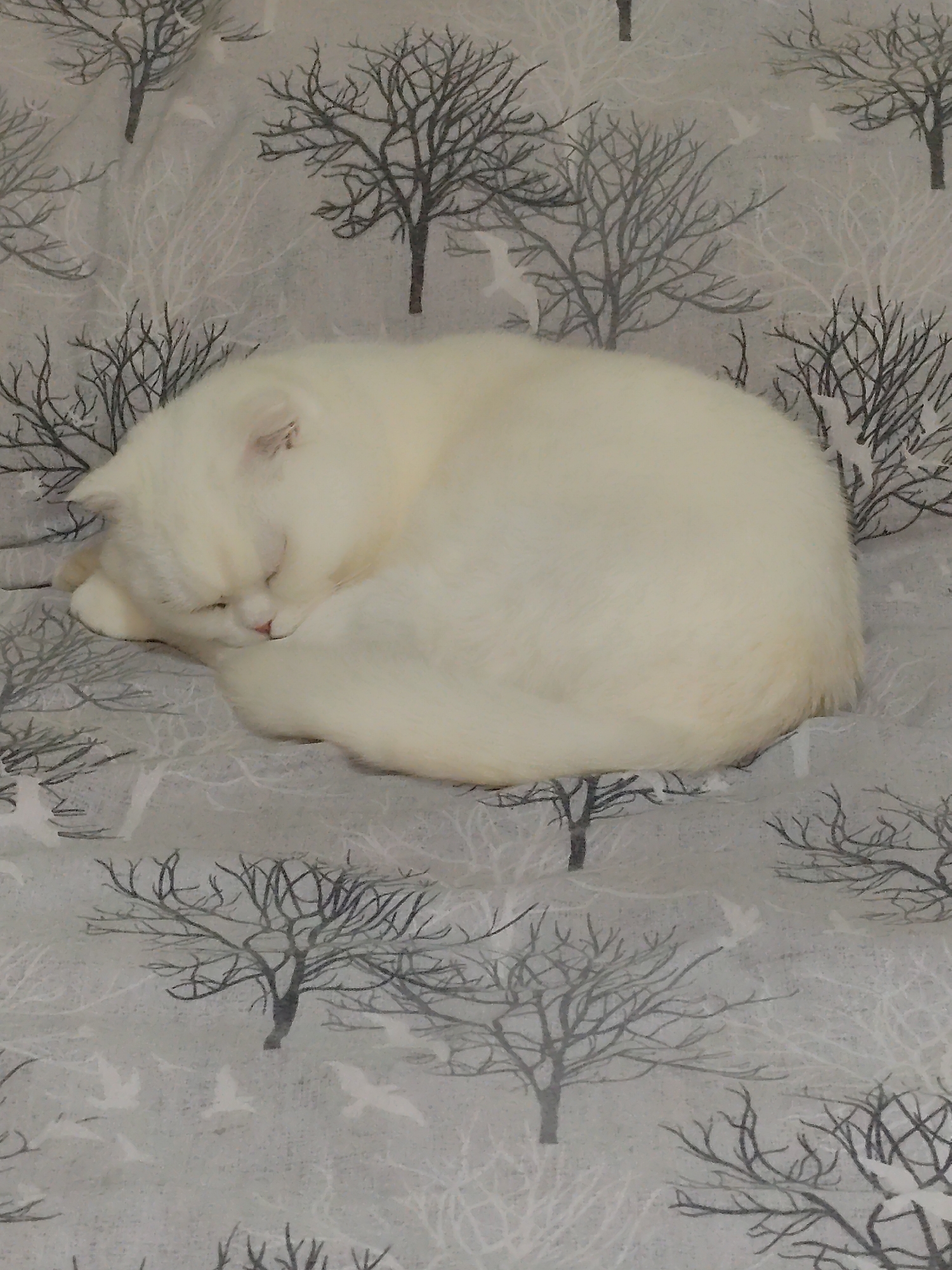 A curled up, white cat is sleeping on a grey and white patterned blanket. The blanket is adorned with drawings of bare trees and flying birds. The location is not discernable from the image.