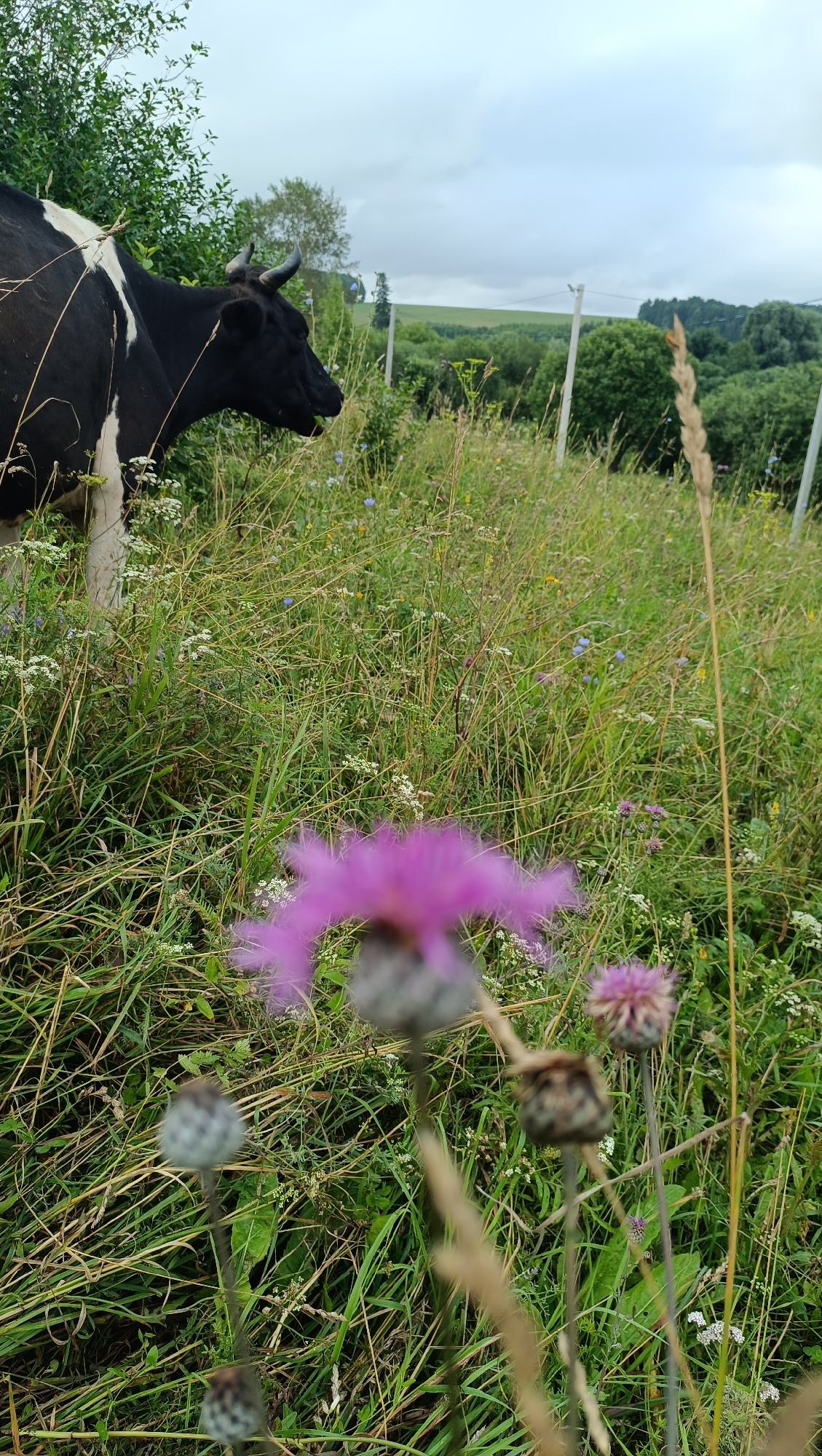 A black and white cow stands in a grassy field under a cloudy sky. The cow is facing to the right, with its head down as if grazing. In the foreground, there are several out-of-focus purple thistle flowers and dry grass stalks. In the background, there are trees, rolling hills, and a fence line. The scene appears to be in a rural area, possibly a pasture or meadow. No specific location in Karsha, Russia, is identifiable from the image.