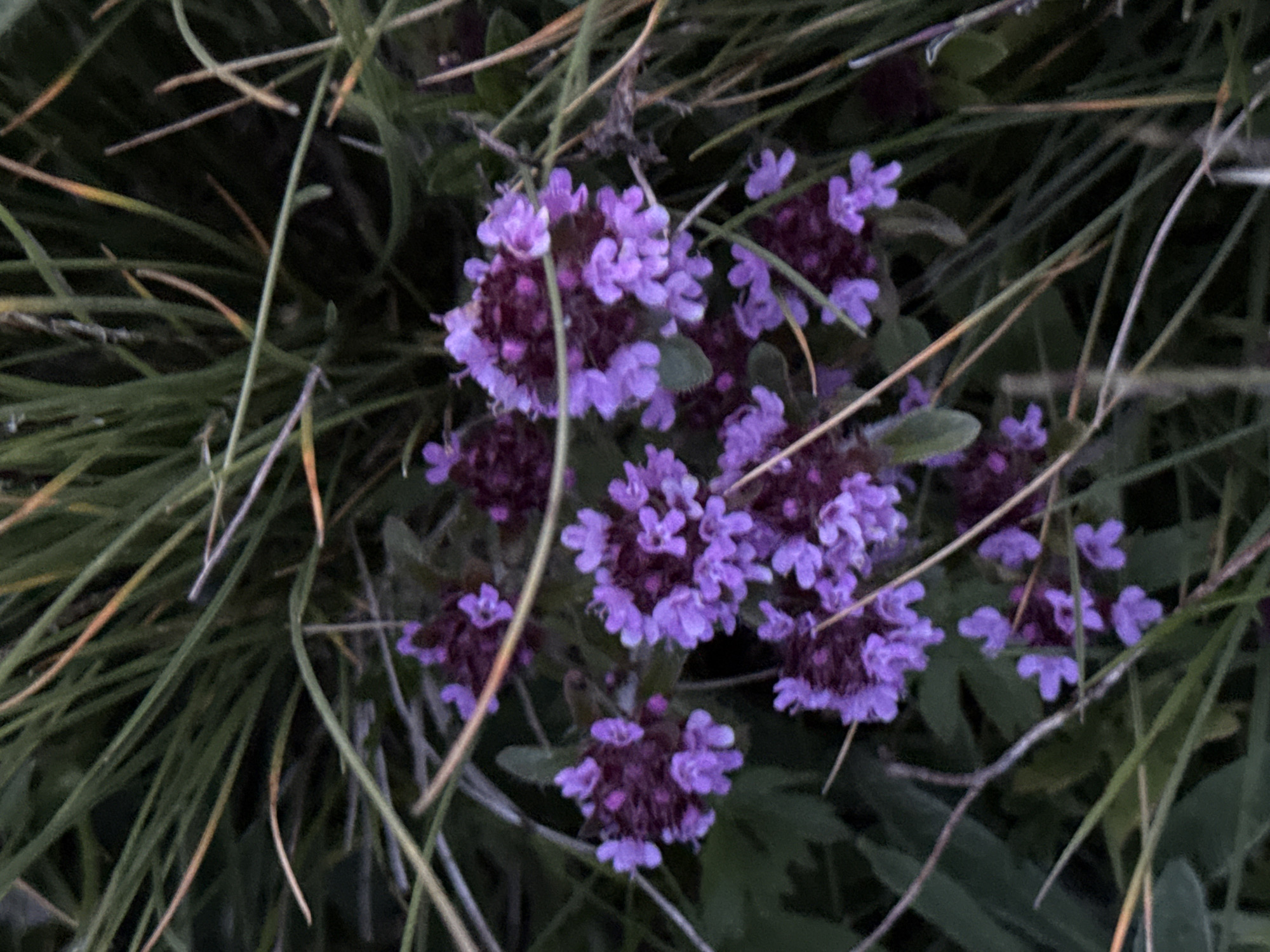 The image shows a cluster of small purple flowers, likely thyme or a similar herb, growing amongst green and dry grass. The flowers are tightly packed in clusters, with individual petals visible. The grass is long and somewhat overgrown, with some blades appearing dry and straw-colored. The background is dark and indistinct, suggesting a natural outdoor setting. The image does not contain any people or explicit indications of location within the city of Gela, Bulgaria.