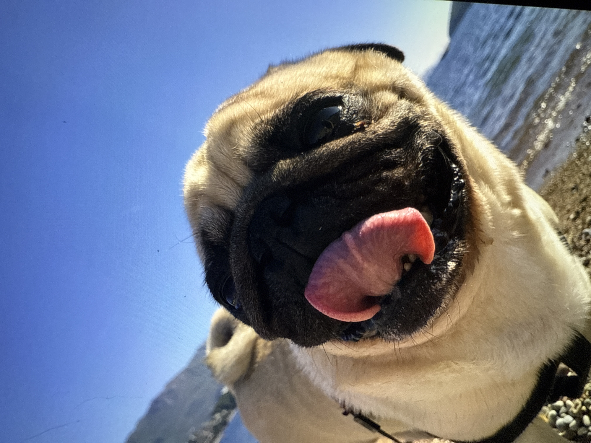 A pug is shown from the chest up, with its tongue hanging out, on a beach with the ocean and a mountain in the background. The pug is a fawn color with a black face and wrinkles. The dog is looking directly at the camera. The ocean is a deep blue color and the mountain is hazy and distant. The beach is made up of small stones. The sky is clear and blue.