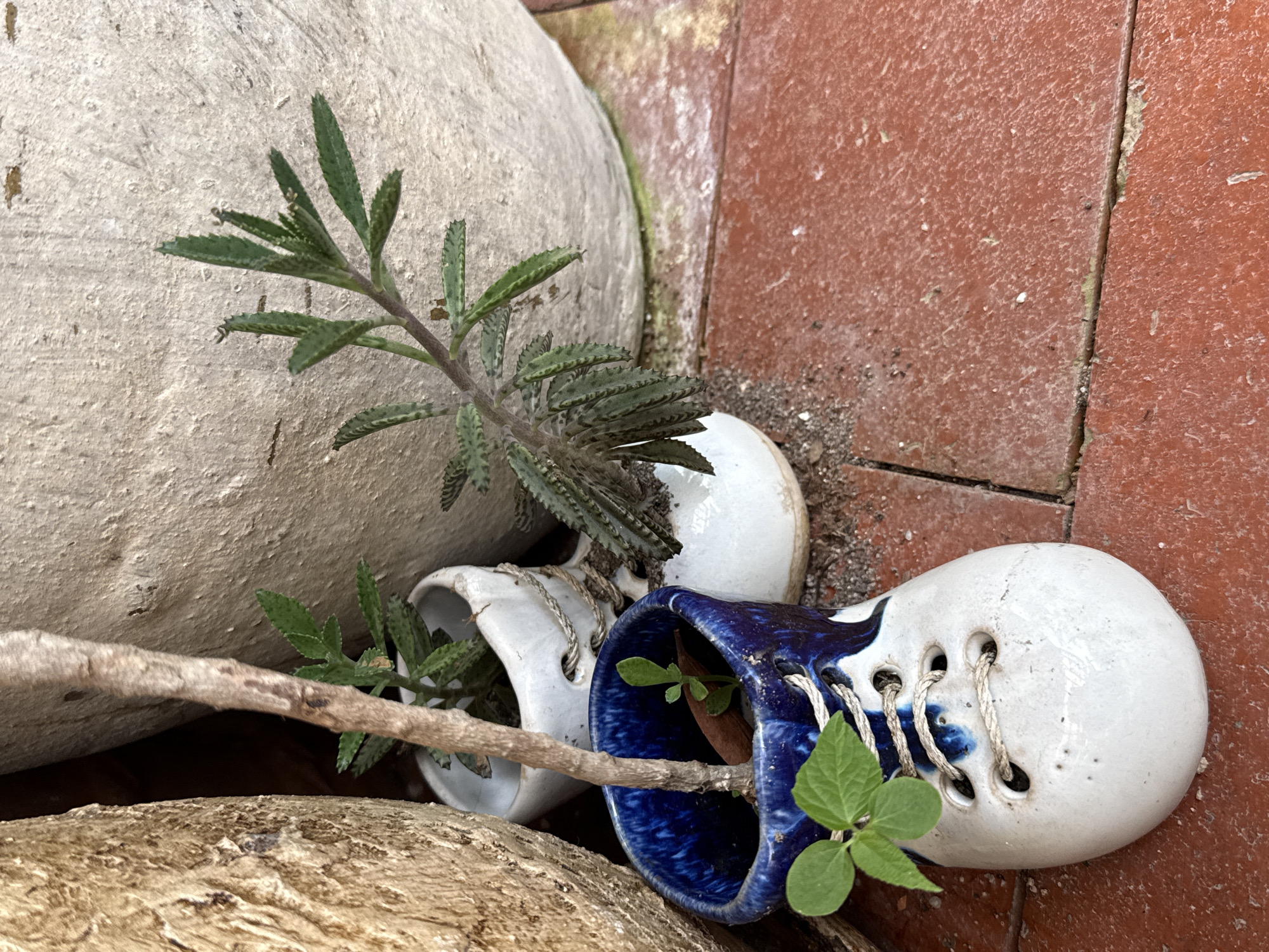 In the tropical environment of Koh Phangan, Thailand, a close-up shot captures a collection of potted plants arranged on a reddish-orange tiled surface. The scene is dominated by natural elements and decorative gardening elements. In the foreground, a ceramic planter shaped like a white and blue boot with white laces holds a thin branch and a small green seedling. To its right, another white ceramic planter, also shaped like a boot, contains a plant with elongated, serrated leaves. Behind these, a large, light-colored pot forms the backdrop, with its rough texture visible. Adjacent to it, a portion of a rough, textured, light brown object, possibly another large pot or natural rock formation, is visible on the left. The ground surface consists of reddish-brown tiles, with some sand and debris scattered across it. The overall impression is one of a quaint, outdoor garden setting, likely a personal space on the island.