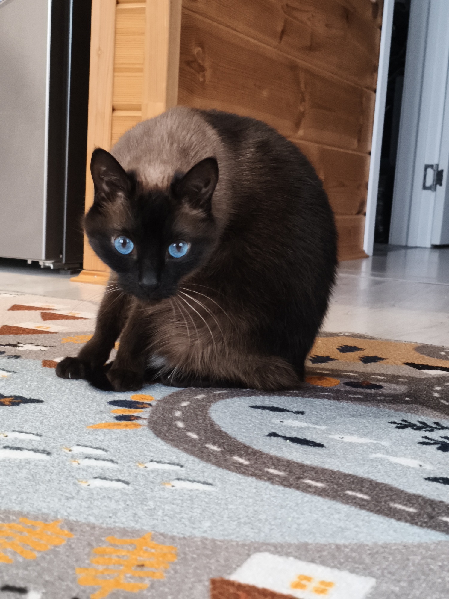 A Siamese cat with bright blue eyes sits on a patterned rug inside a home. The rug has a gray background with images of roads and buildings printed on it. The walls of the room are wood paneling. A refrigerator is visible to the left of the cat. A doorway is seen in the background of the image.