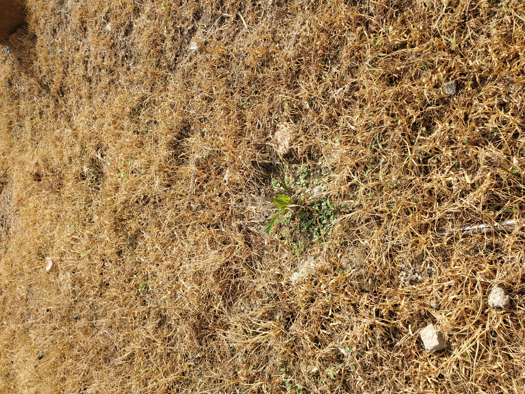 The image captures a ground-level view in Winters, United States of America, dominated by an expanse of dry, light golden-brown grass indicative of arid conditions. The ground is largely flat, with visible patches of lighter brown soil interspersed among the dried vegetation.
A central point of interest is a small cluster of vibrant green plant life, approximately in the middle of the frame. This cluster consists of a small, upright plant with several green fronds, possibly a young palm or similar species, surrounded by smaller, low-lying green weeds, suggesting a localized area of growth amidst the dry environment.
Scattered across the scene are various pieces of debris:
* Multiple small, irregularly shaped fragments of light gray concrete or stone are visible throughout the dried grass, particularly in the lower left and middle sections.
* In the lower-middle area, a small pile of light-colored, spherical pellets, consistent with animal droppings, is discernible.
* Larger, irregularly shaped brown objects, likely rocks or clods of earth, are partially obscured by the dry grass in various locations, including the upper right and center-right.
The scene is illuminated by bright, direct sunlight, suggesting a clear day with minimal shadows, indicating the sun is overhead or slightly behind the camera's position. No human figures, animals, or artificial structures, beyond the debris, are present within the frame.