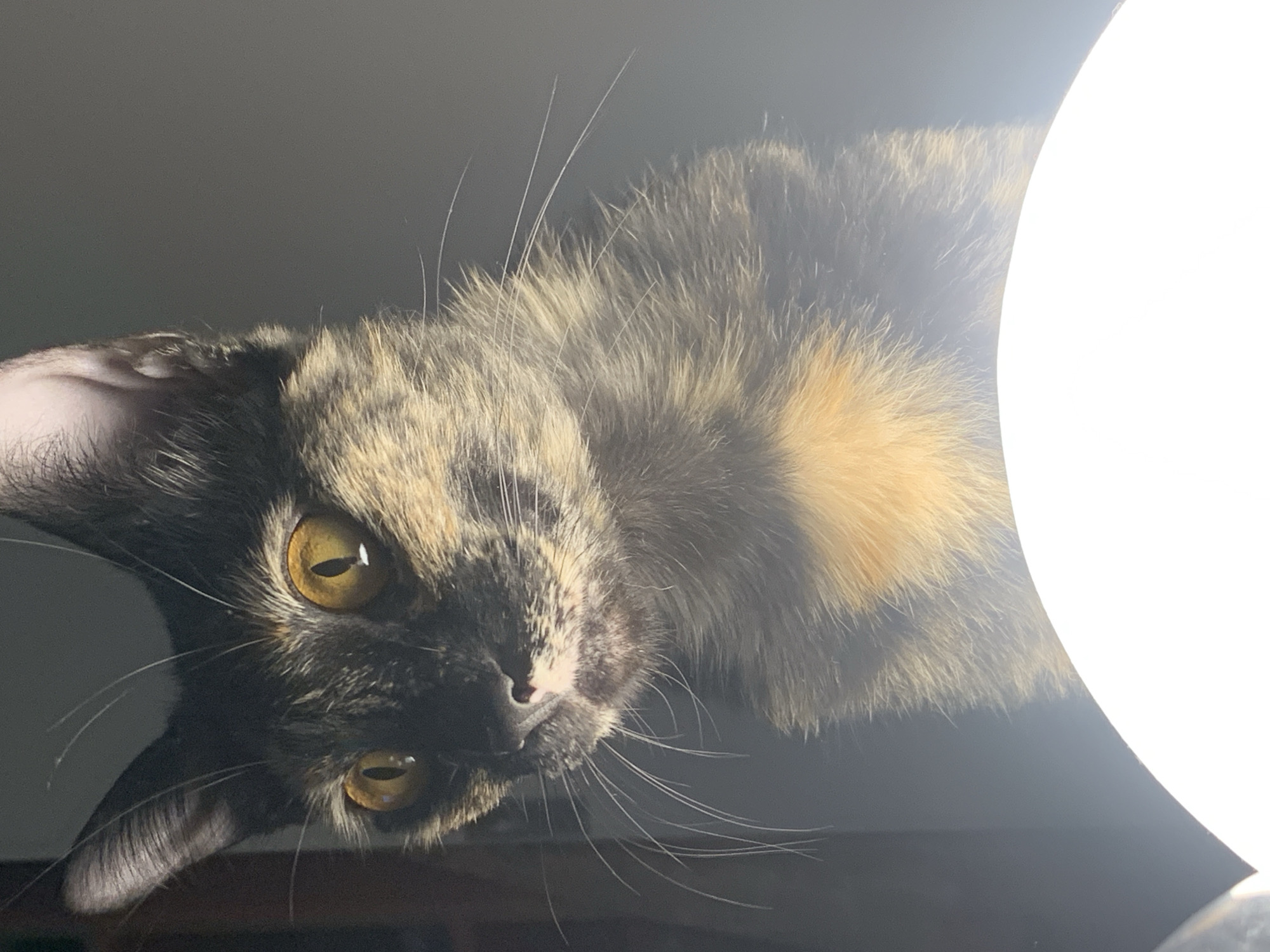 A tortoiseshell cat with golden eyes is seen from an inverted perspective, appearing to look directly at the viewer from above. The cat's fur is a mix of black and tan. A bright, out-of-focus light source is positioned to the right of the cat. The background is a uniform dark grey. The location in Buenos Aires, Argentina, cannot be determined from the provided image.