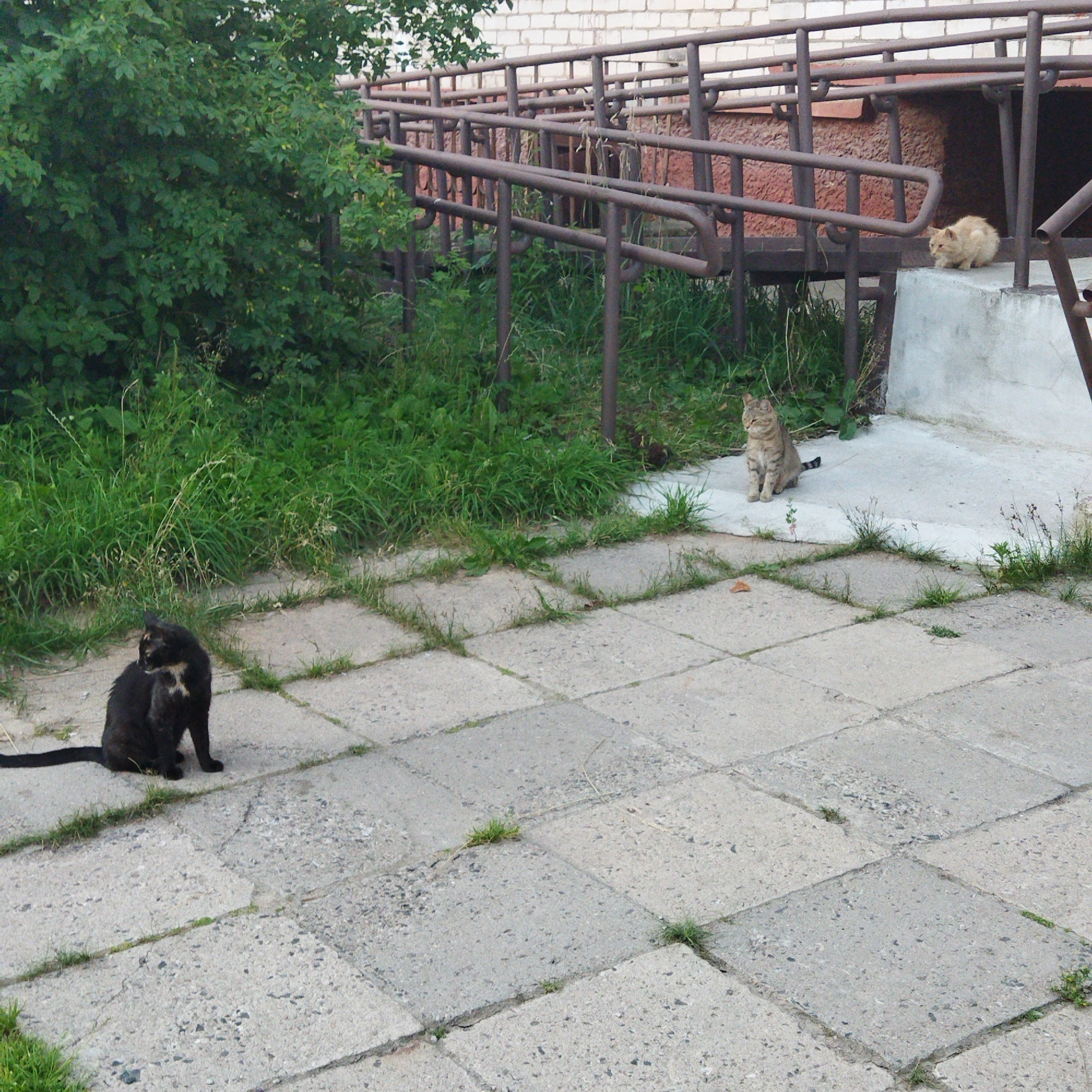 In Polatsk, Belarus, on a paved area with square concrete slabs, three cats are present. A black cat is seated on the left, facing left. To the right and slightly further back, a tabby cat is sitting, facing left. Near the ramp structure, a small, light-colored cat is sitting on a concrete ledge, facing left. The environment includes green foliage and a metal ramp with railings, leading to a building with brick walls. The scene appears to be outdoors, possibly near an entrance.