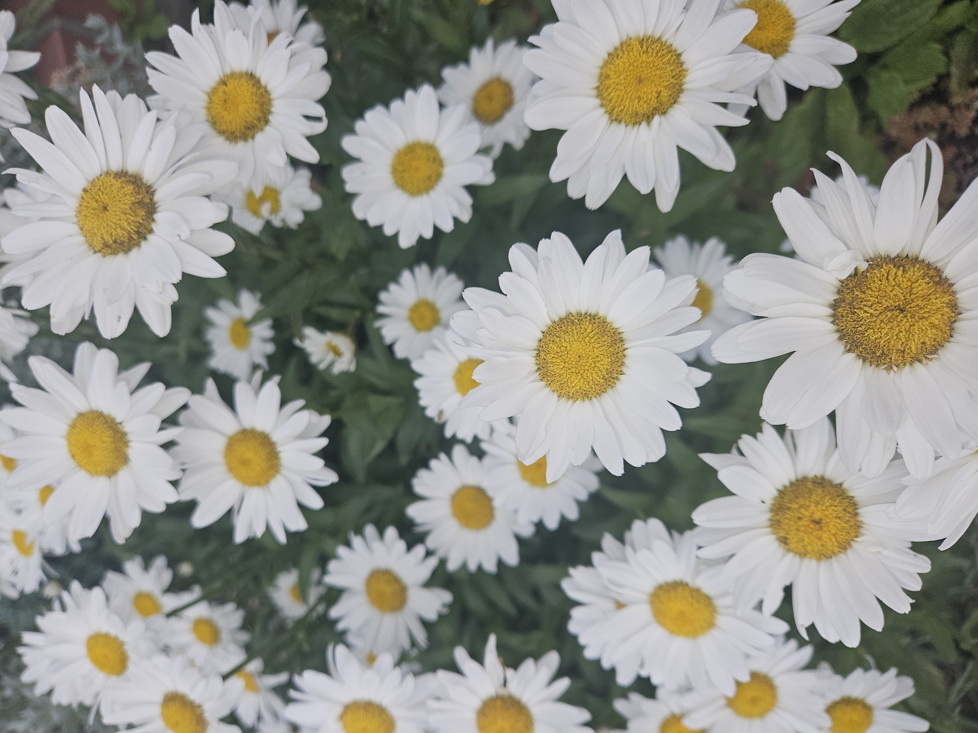 A close-up, overhead shot shows a cluster of white daisies with yellow centers. The flowers are in varying stages of bloom and are densely packed together, with some overlapping. The background is a blur of green foliage, suggesting a garden setting. The image does not contain any discernible elements that would allow for identification of its location within Koszalin, Poland.
