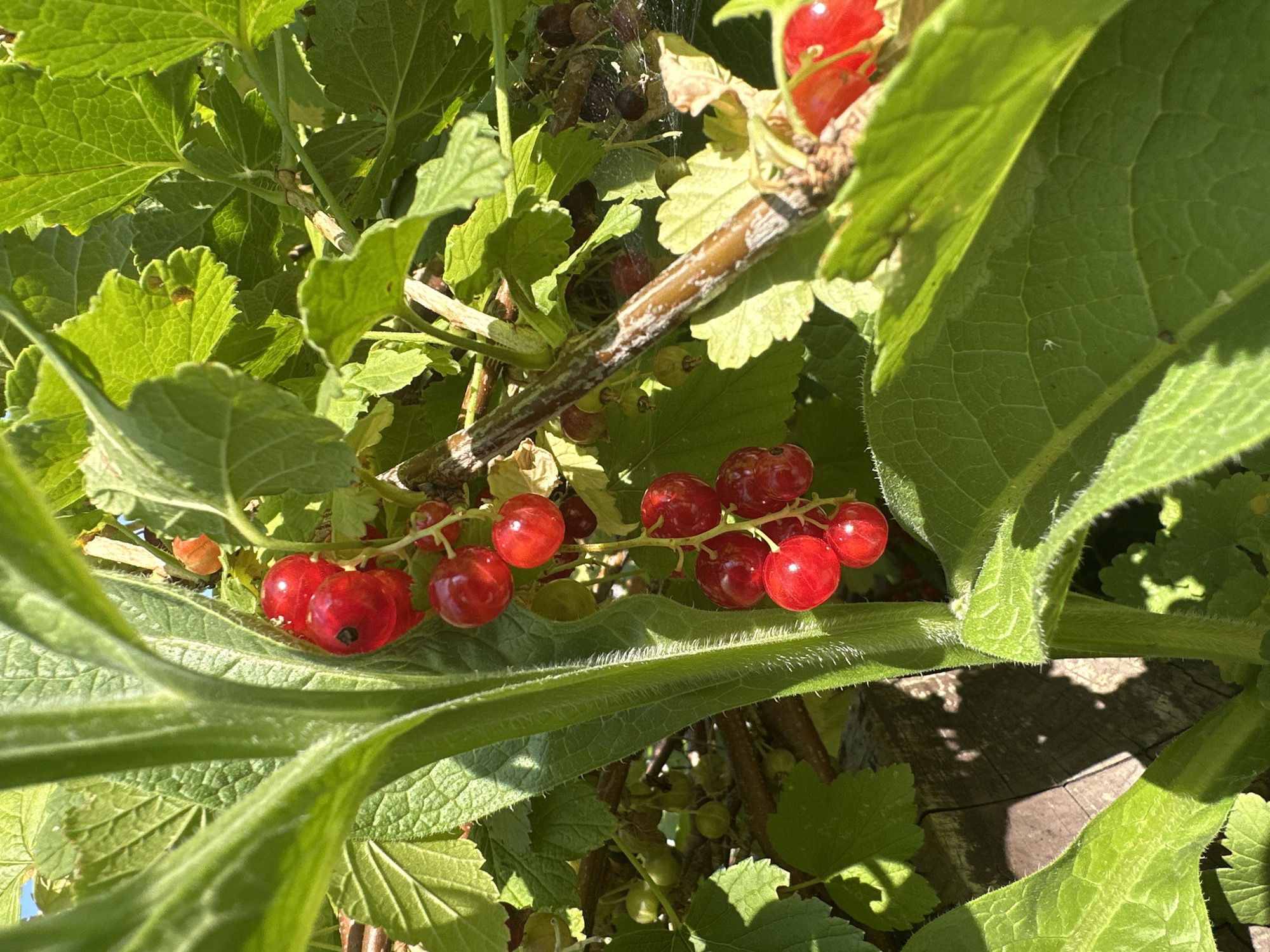 A close-up shot of red currants on a bush, bathed in bright sunlight. The currants are ripe and cluster on thin stems. Green leaves, some with textured surfaces and fine hairs, surround the fruit. A wooden post is partially visible in the background, suggesting an outdoor garden setting. The overall impression is one of a summer harvest. This scene could be located in McMasterville, Canada, where such currant bushes are commonly found in gardens and parks.