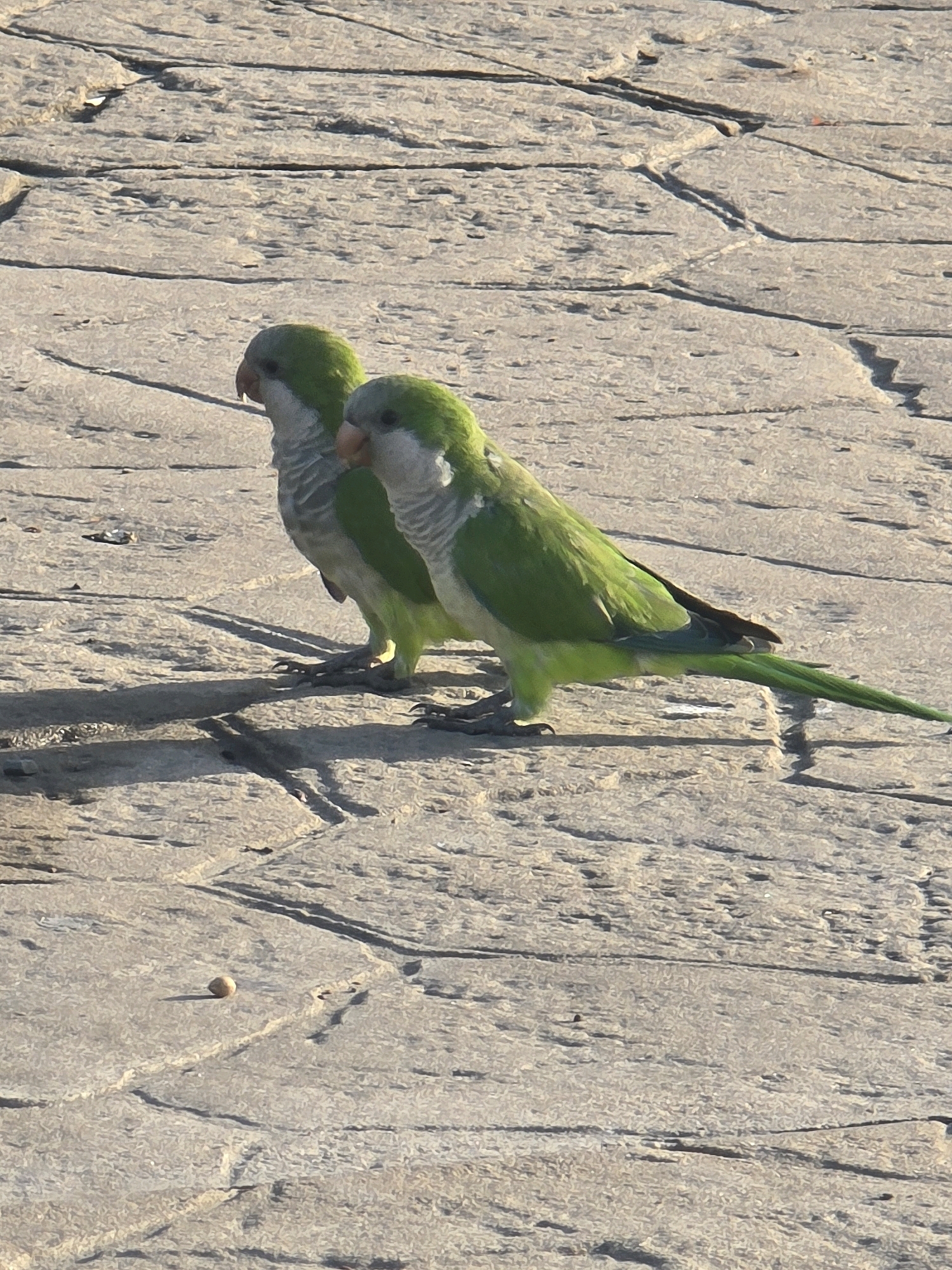 Two Monk parakeets are standing on a stone pathway. The parakeets are facing right, with the one in front slightly obscuring the one behind it. Both birds have green plumage on their backs and wings, and lighter gray and white plumage on their chests and heads. Their beaks are orange. The stone pathway appears to be made of irregular flagstones with visible cracks and texture. The lighting suggests it is daytime, with shadows cast on the ground. A small, round object, possibly a seed or pebble, is visible on the pathway to the left of the parakeets. The scene is set in an urban environment, likely a public area in the city of Málaga, Spain, possibly a park or plaza.