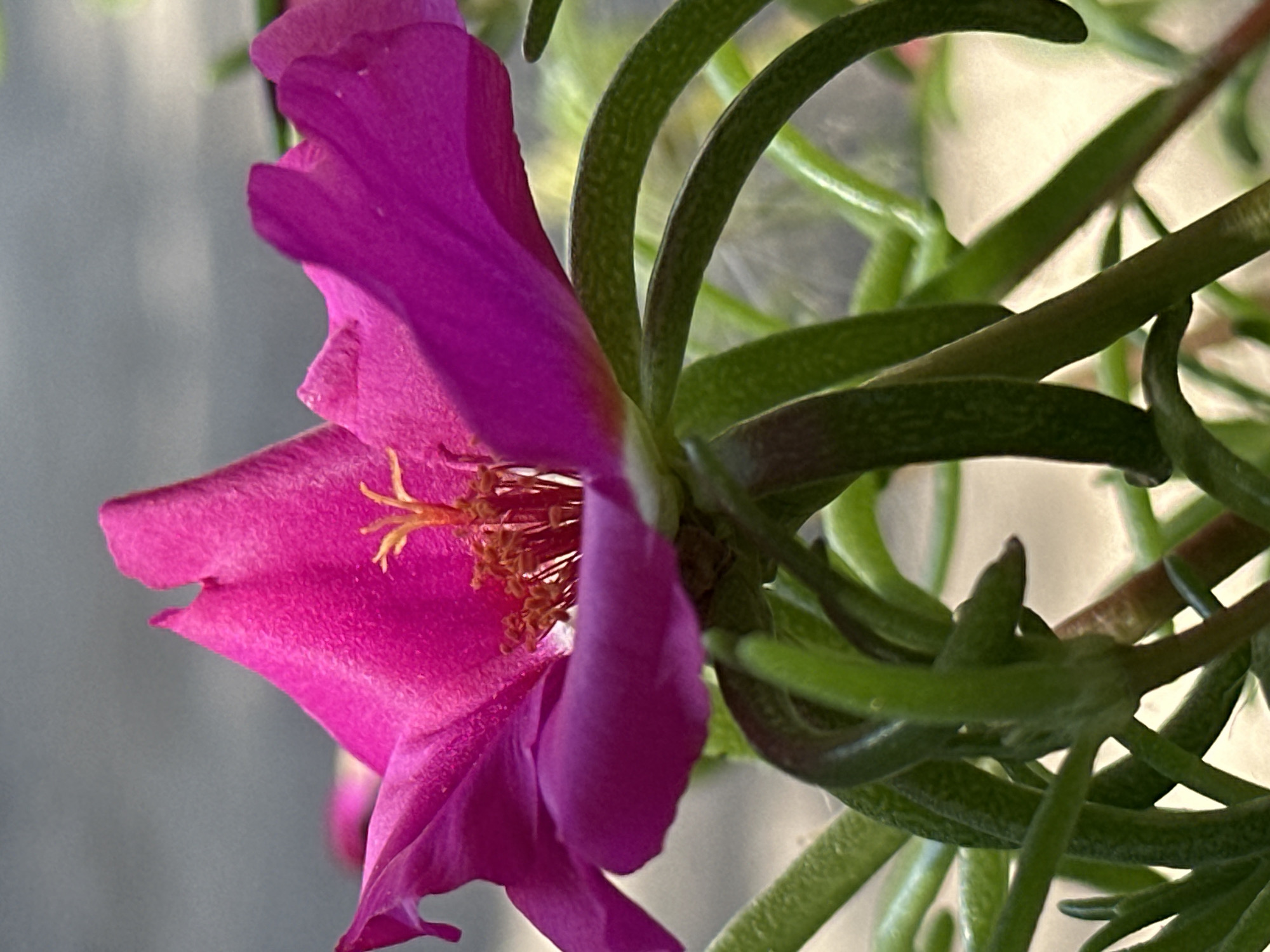 A close-up, low-angle shot captures a vibrant, bright pink Portulaca grandiflora flower in full bloom. The flower's petals are ruffled and overlap, creating a delicate, textured surface. In the center of the bloom, bright yellow stamens and pistils are visible. The flower is supported by thick, green stems and leaves, which are also in focus. The background is blurred, with shades of gray and green suggesting an outdoor setting. There is no indication of the city of Lobacheve, Ukraine, or any other geographical markers. The image appears to be a still photograph, with no action or interaction depicted.