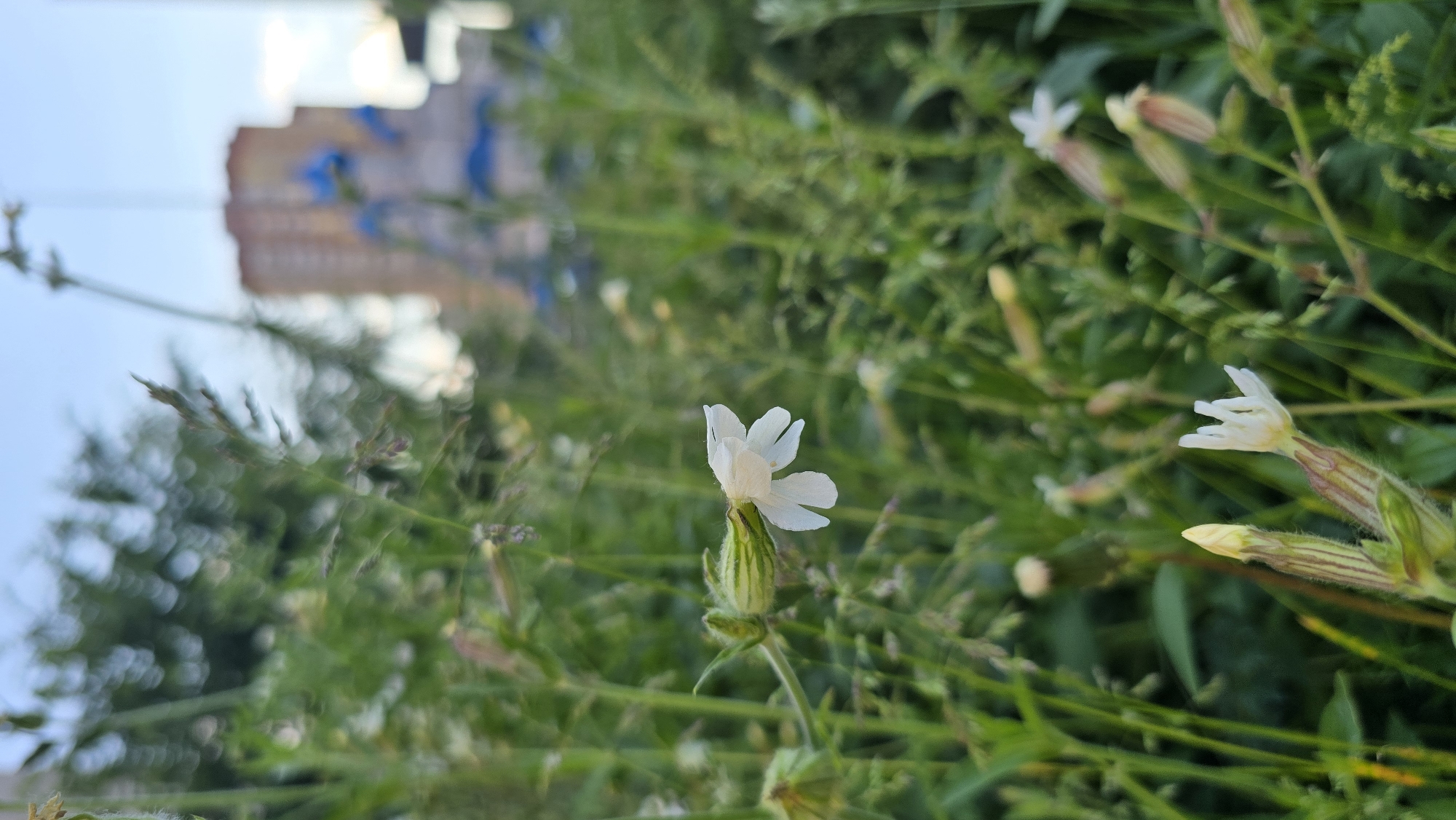 The image captures a close-up view of small white flowers in a patch of grass, with a blurred urban background. In the foreground, a delicate white flower with five petals is in focus on the left side of the frame, attached to a green stem with ribbed sepals. Several other unopened flower buds and some blooming flowers are visible throughout the grassy area. The background is out of focus, showing green foliage, blades of grass, and a hint of a tall, light-colored building with blue accents, possibly a residential building. The sky above is a pale blue. The overall scene suggests a small green space or a roadside verge within a city. The blurred nature of the background makes it difficult to pinpoint an exact location within Kyiv, Ukraine, but the presence of urban structures and vegetation is consistent with many such areas in the city. There are no people or animals present in the image.
