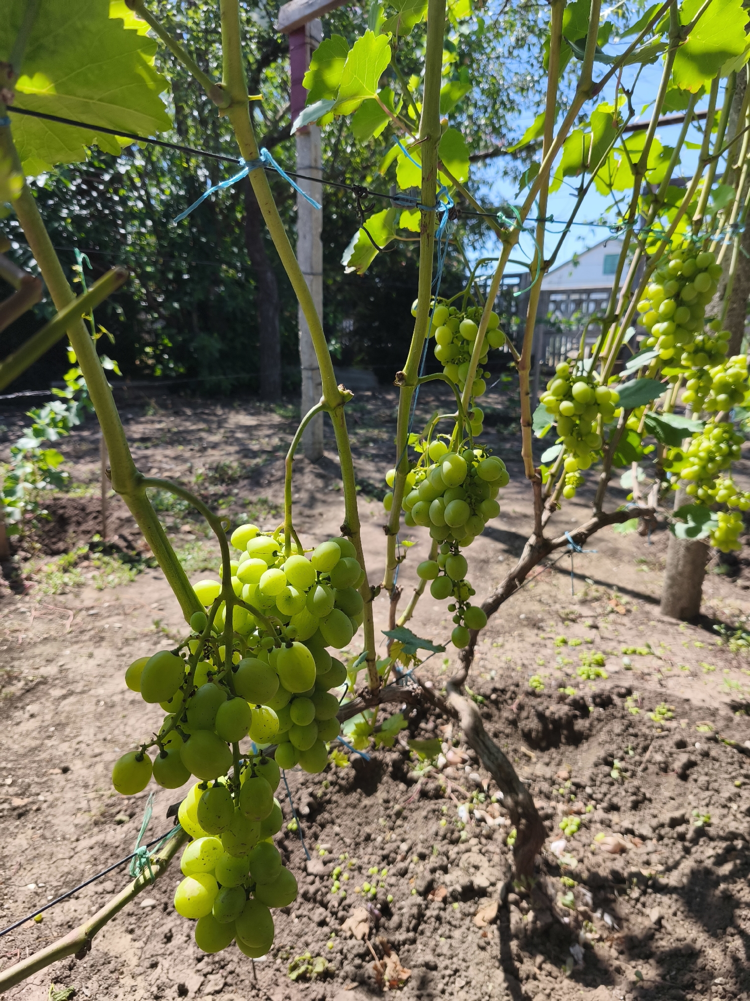 The image captures a close-up view of a grapevine laden with clusters of unripe, green grapes. The vine is supported by stakes and wires, with blue ties visible, suggesting cultivation. The background reveals a sun-drenched garden or yard with loose soil, scattered leaves, and other vegetation, hinting at a rural or semi-rural setting. The overall atmosphere is one of a productive vineyard in what is identified as Ленинское сельское поселение, Ukraine, during daylight hours.