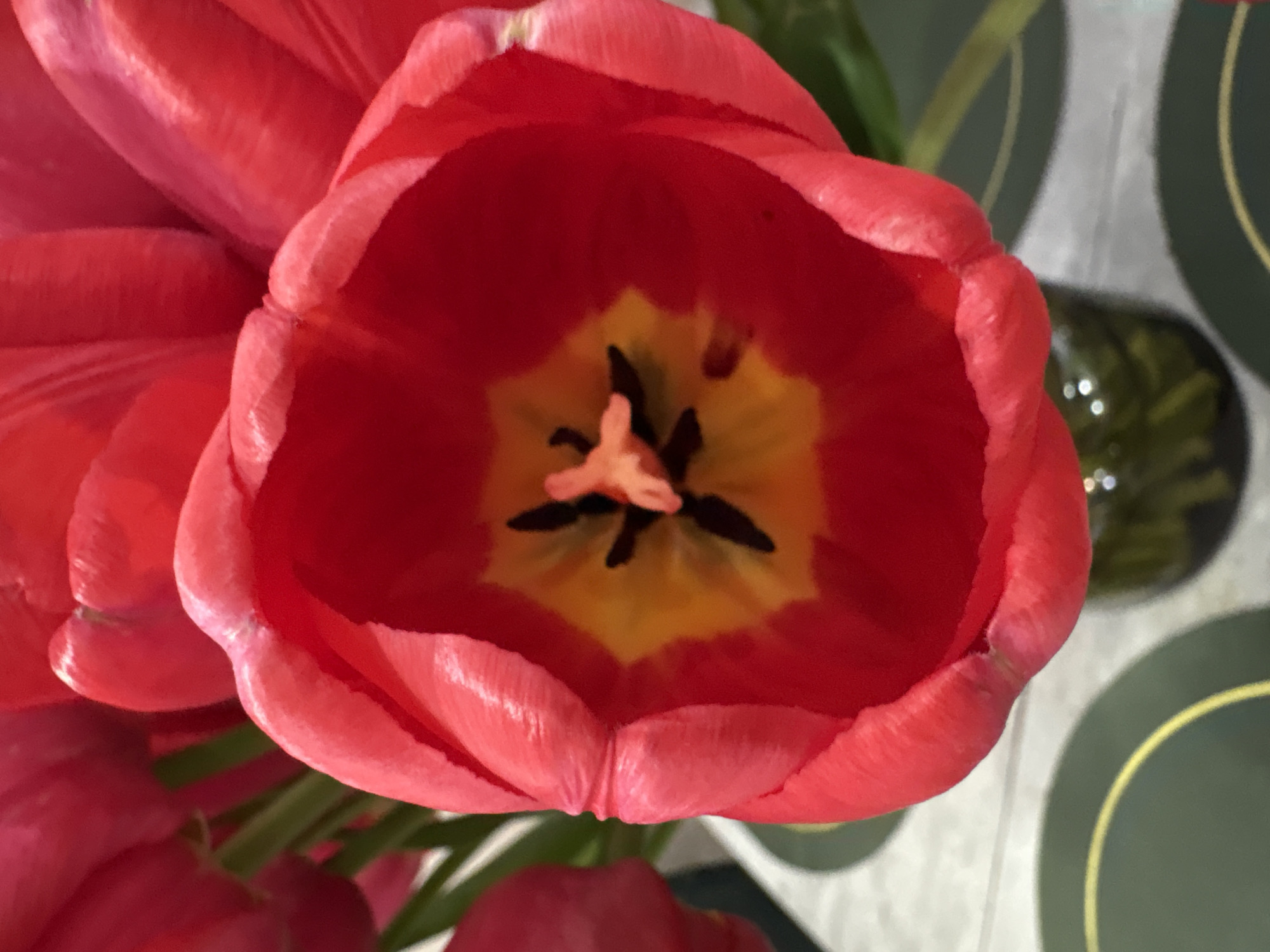 A high-angle, close-up shot shows the open bloom of a red tulip. The center of the flower reveals a yellow base with dark stamen and pistil. Additional tulips are partially visible in the lower left of the image. In the background, a green and white patterned surface and a green vase are partially visible. The location is not discernible from the image and therefore its exact placement in Chaikovsky, Russia cannot be determined.