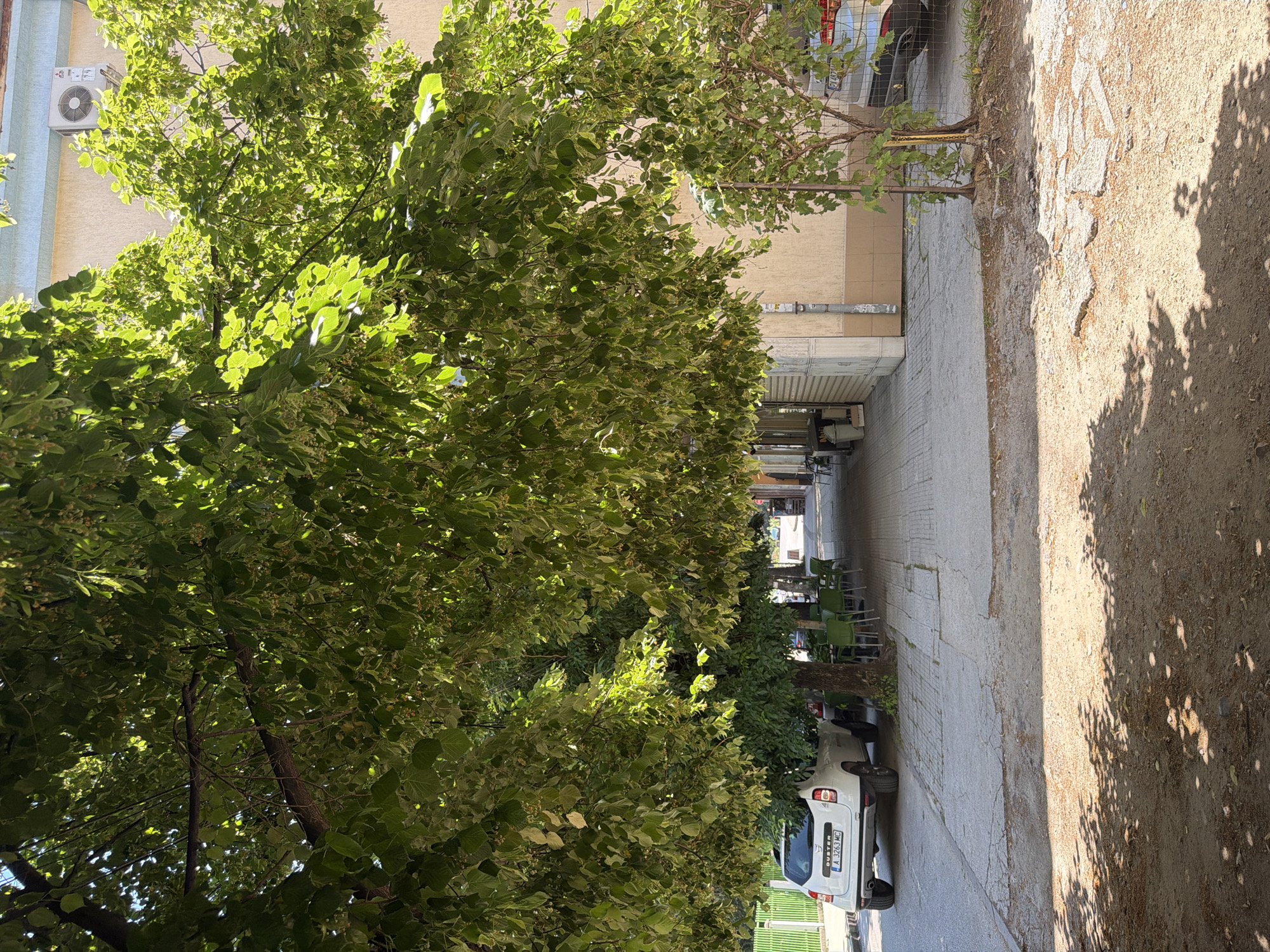 The image shows a street scene in Pazardzhik, Bulgaria, with a prominent tree in the foreground casting dappled shadows on a dirt and paved area. A white Dacia Duster car is parked on the left side of the street. A sidewalk with green chairs and tables, suggesting an outdoor seating area for a cafe or restaurant, runs along the building on the right. The building appears to be a commercial establishment with a light-colored facade and several windows. An air conditioning unit is visible on the upper part of the building. The sky is clear and blue, indicating sunny weather.