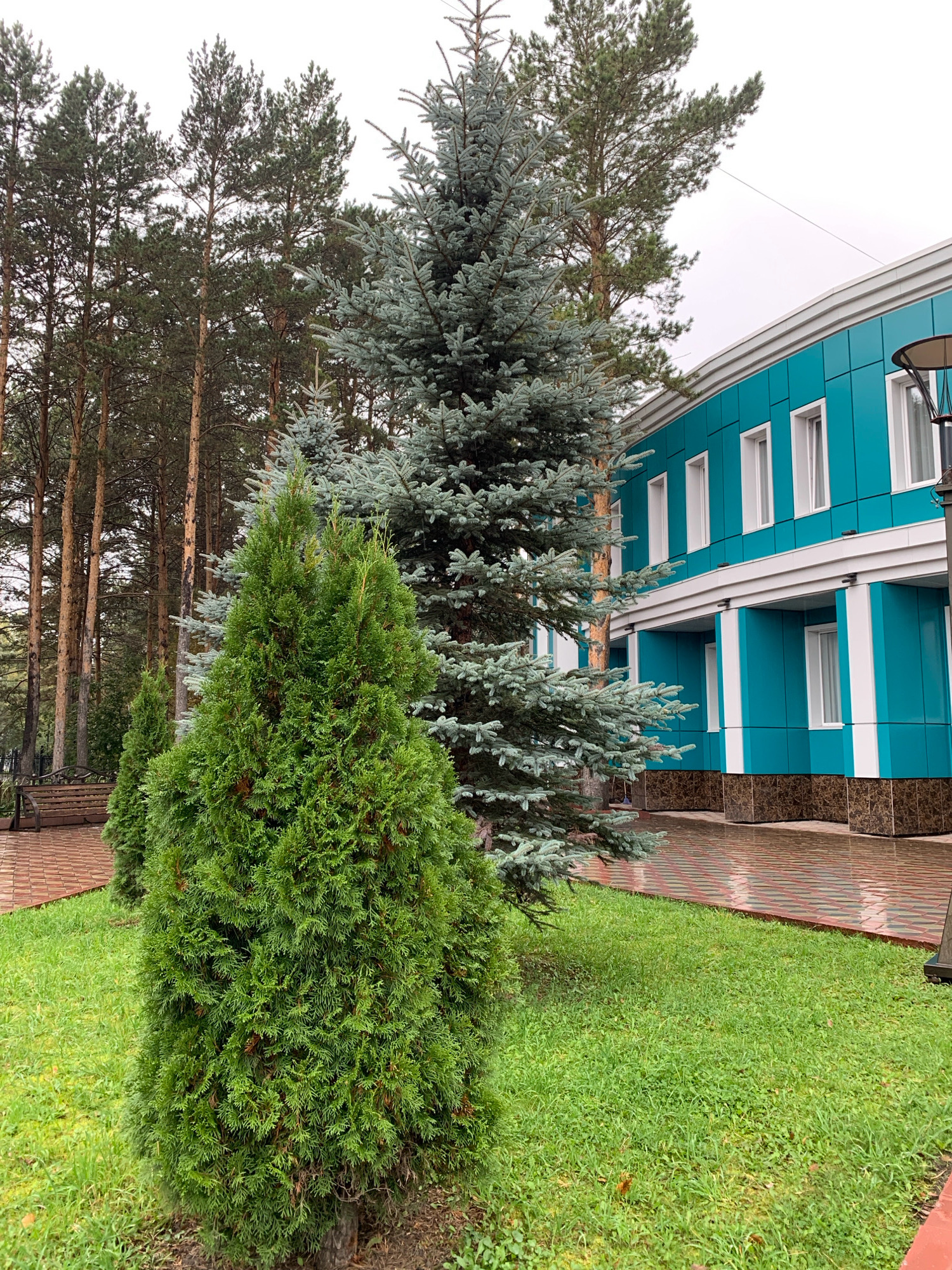 The image depicts the exterior of a modern building with bright turquoise siding, white trim, and a white roofline. Several windows are visible, some in vertical rectangular panes. Large white columns support an overhang. In the foreground, a lush green lawn is present, bordered by a reddish-brown brick walkway. Two coniferous trees stand prominently on the lawn: a smaller, dense green evergreen in the front, and a larger, feathery blue-green conifer behind it. In the background, a dense forest of tall pine trees with brown trunks lines the edge of the property. A wooden bench is visible on the walkway to the left. The ground appears wet, suggesting recent rain. The scene suggests an outdoor area adjacent to a building, likely a public space or an institution, in a location characterized by coniferous forests. The specific location is the Central City Library in Prokopyevsk, Russia.