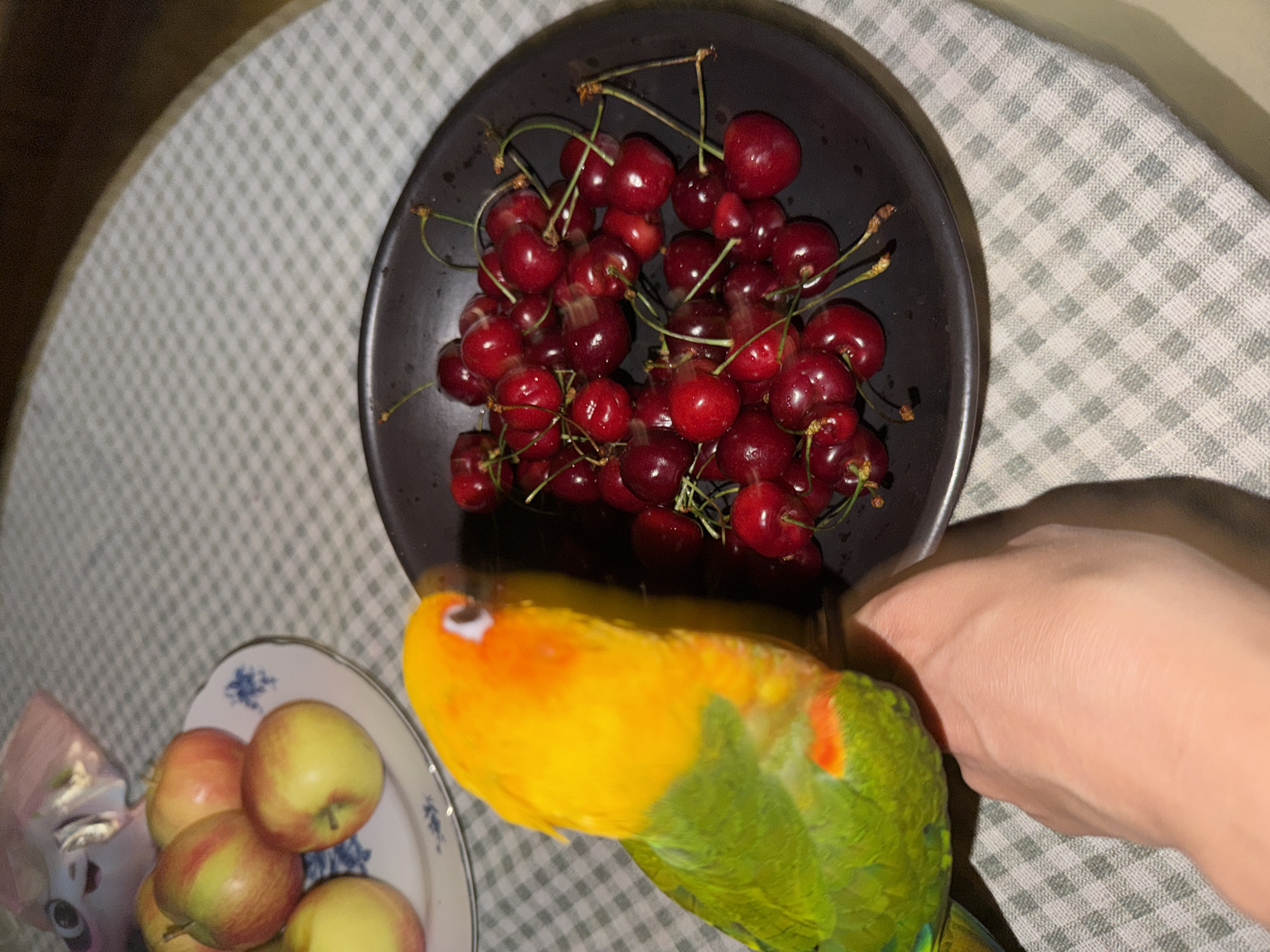 A top-down shot captures a scene on a table covered with a checkered tablecloth. A dark-colored bowl is filled with red cherries. To the lower left, a plate contains a cluster of apples. A parrot with yellow and green plumage is positioned near the cherries. A human hand is visible on the right side of the image, seemingly reaching for something. The scene takes place indoors. There is no indication of a city, specific location, or link to Khimki, Russia.
