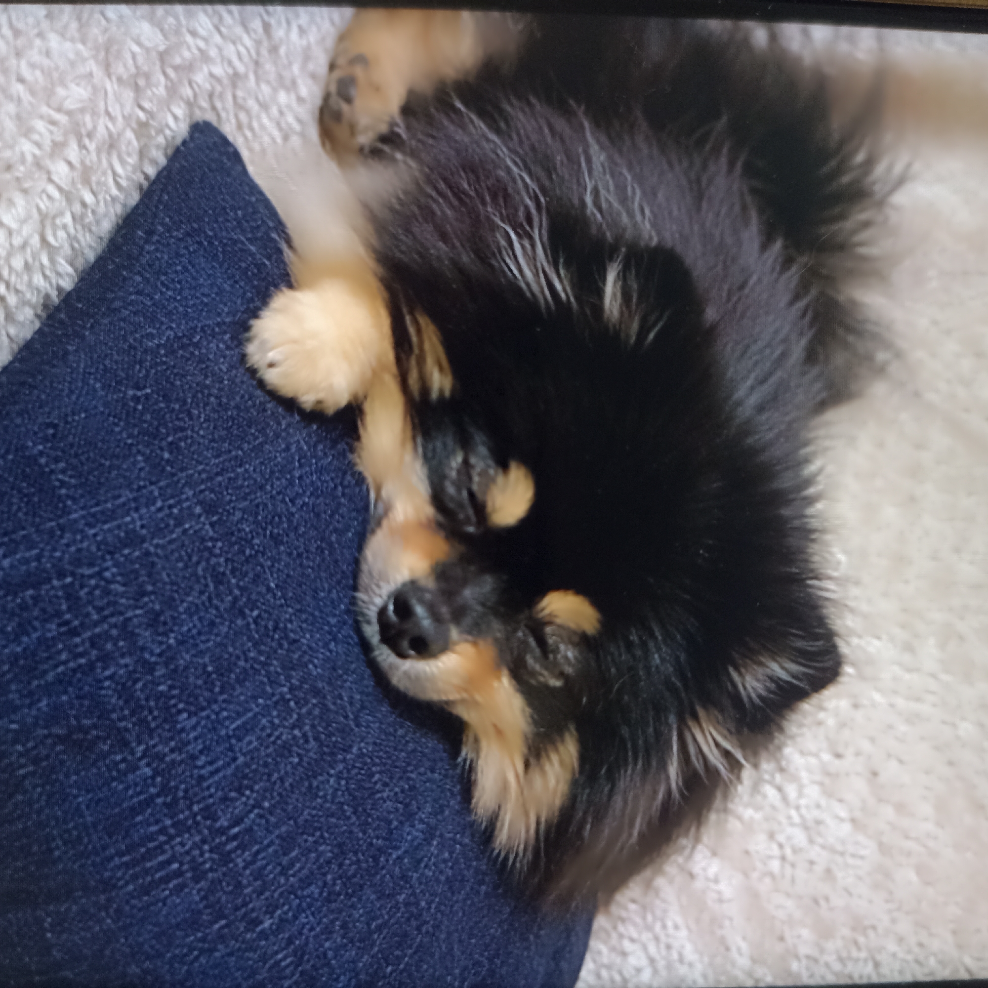 In the city of Chekhov-2, Russia, a black and tan Pomeranian puppy sleeps on a textured white blanket, its head resting on a dark blue pillow. The puppy's eyes are closed, and its paws are tucked beneath it. The puppy's fur is a mix of black and tan, with some white hairs scattered throughout. The pillow is made of denim and appears to be a throw pillow. The background is a soft, white blanket. The lighting is dim and warm, suggesting an indoor setting.