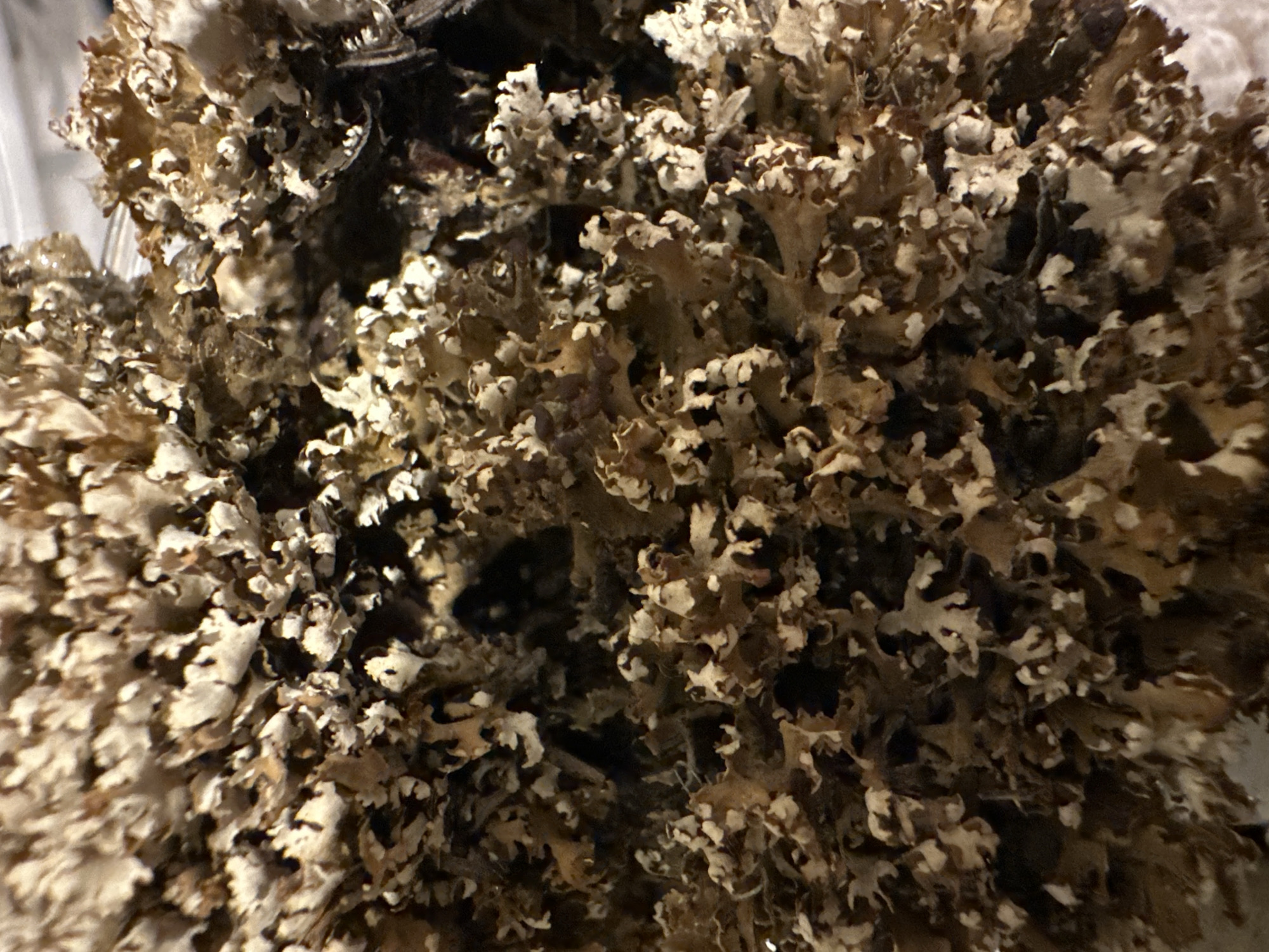 The image shows a close-up, macro view of dried lichen. The lichen appears in various shades of brown and tan, with some lighter, almost white edges. The texture is intricate and layered, with many small, curled, and fragmented lobes. The background is dark and out of focus, with hints of a transparent surface or container visible at the top. There are no people, animals, or discernible objects other than the lichen itself. The lighting creates shadows that accentuate the texture and depth of the lichen mass. The location is described as Unknown, Unknown, within a city.