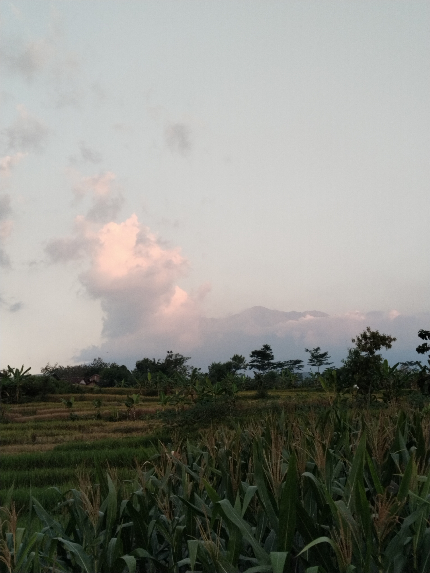 The image depicts a rural landscape at dusk. In the foreground, a field of tall green corn stalks with developing ears of corn dominates the view. Behind the cornfield, terraced fields, possibly rice paddies, are visible, showing a mix of green and dry, straw-colored vegetation. A few scattered houses with red roofs are nestled on the higher terraces. A line of trees and other vegetation forms a natural border between the fields and the distant horizon. The sky above is a soft gradient of pale blue and gray, with wispy clouds tinged pink by the setting sun. In the far distance, hazy, mountainous terrain is visible, shrouded in a light mist. The overall impression is one of a tranquil agricultural scene.