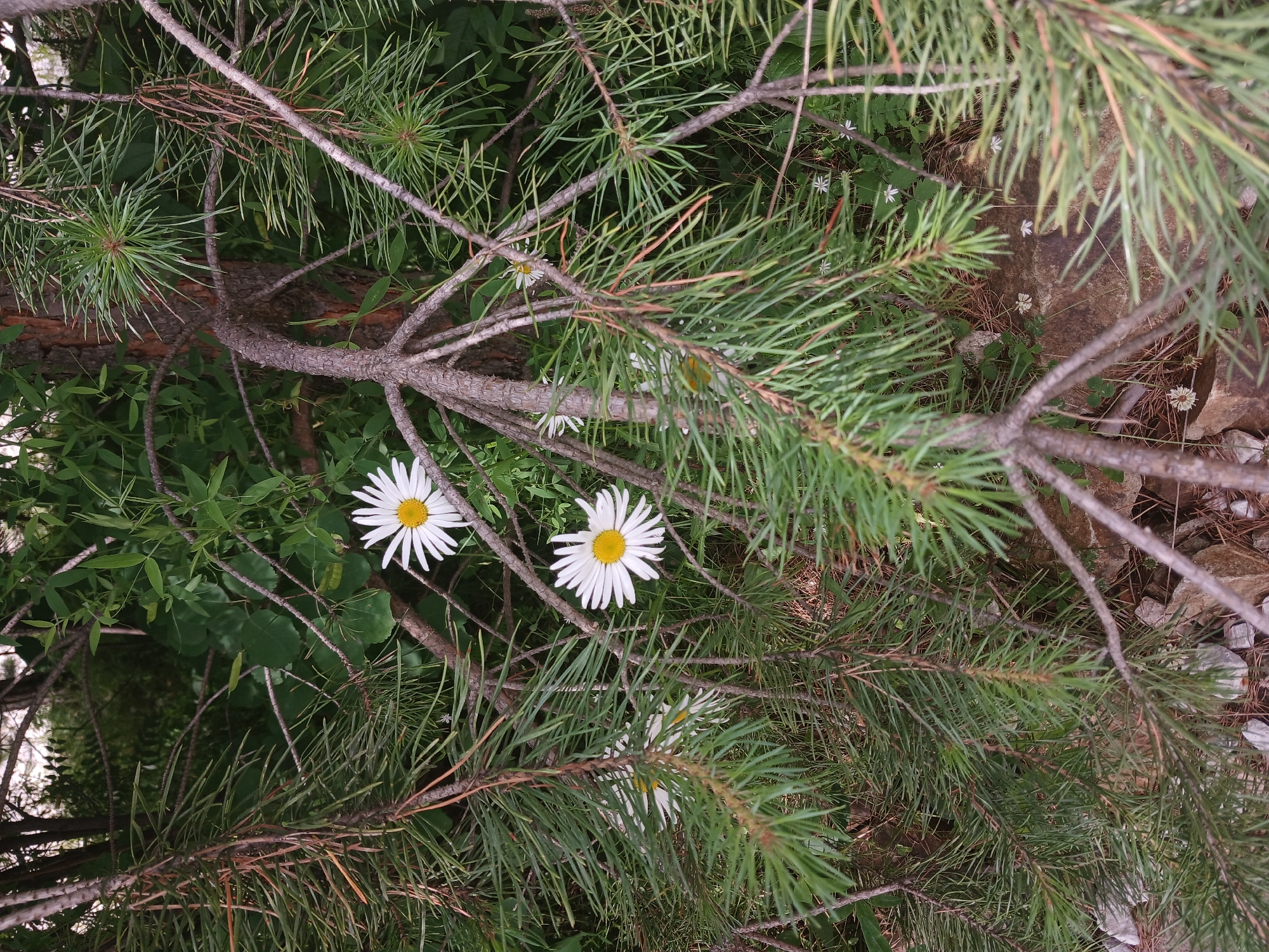 This is a close-up, eye-level, medium shot of a natural outdoor scene, likely in Verkhneye Dubrovo, Russia. The foreground is dominated by the branches and needles of a pine tree, creating a dense, green canopy. Peeking through the pine needles are two white daisy-like flowers with yellow centers. The branches of the pine tree are thick and gnarled, with rough bark. In the background, out of focus, are green leafy plants and other trees. The ground appears to be covered with pine needles, dirt, and some rocks. The lighting suggests it is daytime, with dappled sunlight filtering through the foliage. There are no people or animals visible in the image. The overall impression is one of a serene, natural environment.