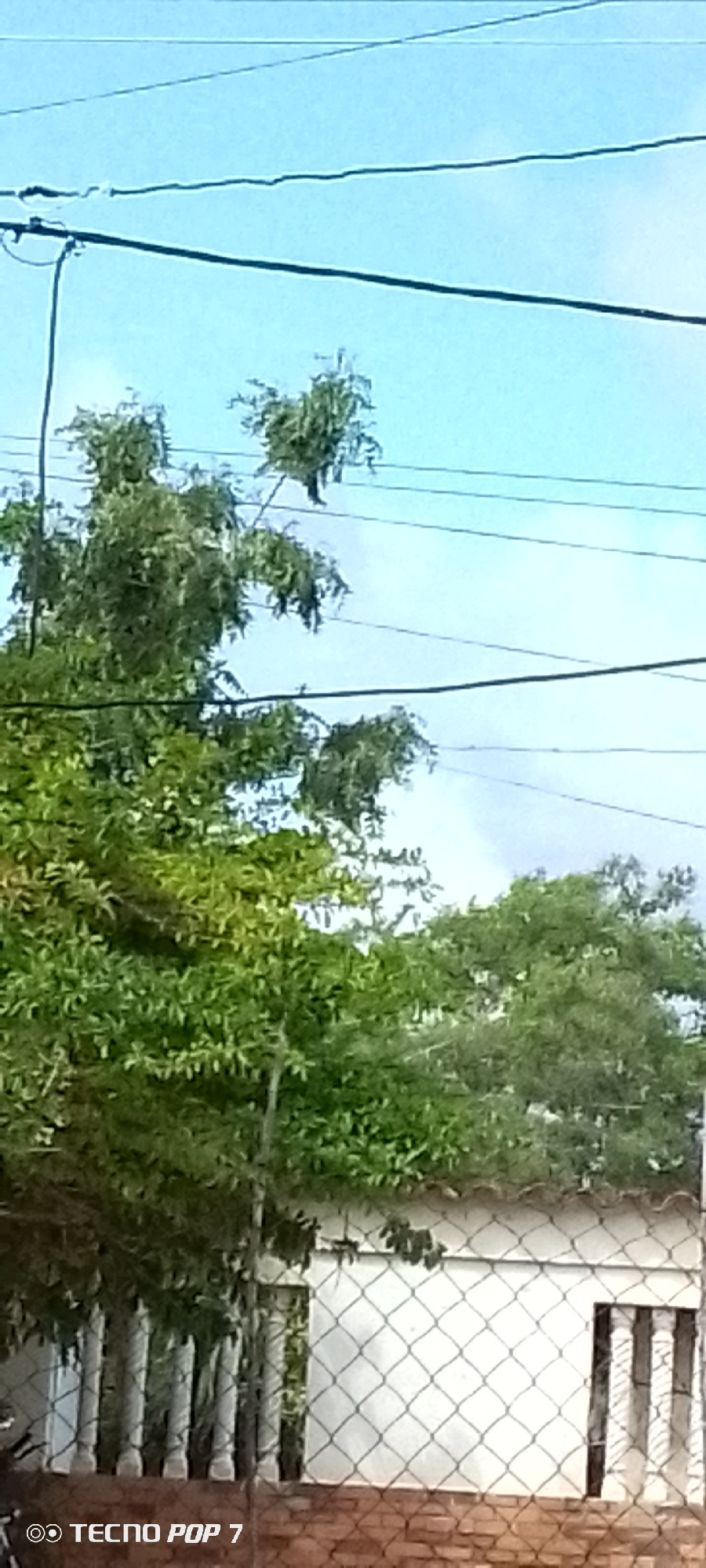 The image depicts an outdoor scene with lush green foliage, likely trees and bushes, dominating the middle and upper portions. Several thin, dark power lines or communication cables stretch horizontally across the sky, crisscrossing over the vegetation. In the background, a white building with a tiled roof is visible, partially obscured by the trees. A chain-link fence in front of the building separates it from the foreground, where a brick wall forms the base. The sky is a clear, pale blue with some hints of white clouds. A watermark in the lower left corner reads "TECNO POP 7". The scene appears to be in a residential or semi-urban area. The location is Altagracia, Venezuela.