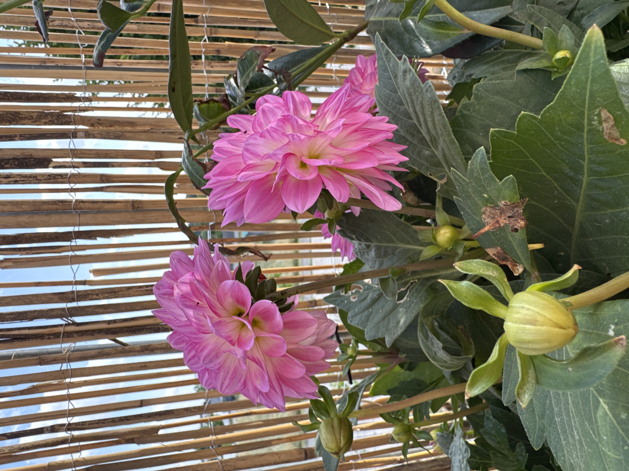 This is a close-up, eye-level shot of two vibrant pink dahlias in bloom, positioned in the foreground. The flowers are the primary subjects, with their intricate layers of petals in shades of pink and white. Behind the flowers, a slatted bamboo screen is visible, allowing glimpses of a bright sky with sparse clouds. This suggests an outdoor setting, possibly a garden or patio, on a clear day.
The dahlias are in full bloom, showcasing their delicate and complex petal structures. One flower is larger and more central, while another is slightly smaller and positioned below and to the left. The foliage of the dahlia plant is also visible, with large, dark green leaves and several unopened buds, one of which is prominently featured on the right side of the frame. The bamboo screen creates a textured backdrop, with its natural wood tones contrasting with the bright colors of the flowers and foliage. The light suggests it is daytime, with the sunlight illuminating the flowers and casting subtle shadows.
There is no visible text in the image. The overall mood is one of natural beauty and tranquility, highlighting the delicate details of the blooming flowers against the backdrop of a simple, organic screen. The location context of Wettstetten, Germany, suggests this scene could be from a garden in that region.