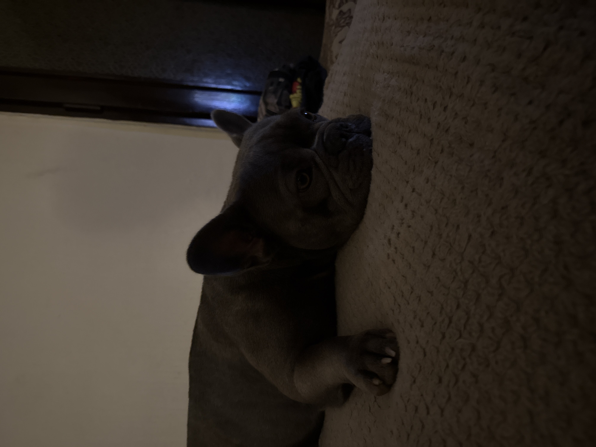 A medium shot presents a blue French bulldog lying on a beige textured cushion. The dog's face, featuring a wrinkled muzzle and one visible eye, rests on the cushion. One paw with visible claws is also on the cushion. A partially visible black object, possibly a toy or bag, is located near the dog's head. The background consists of a dark wooden surface above a light-colored wall. There is no indication of this image being taken in Sofia, Bulgaria.