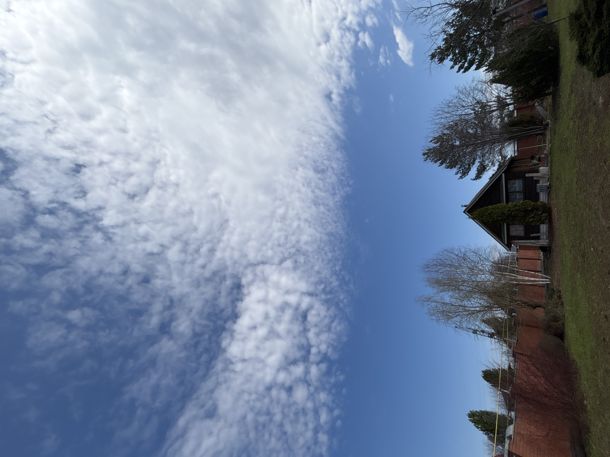 The image captures a rural or semi-rural landscape under a bright, sunny sky, consistent with the provided "Ferm, Russia" location context. The sky dominates the upper portion of the scene, transitioning from a clear, vibrant blue on the right to an expanse of numerous small, white, textured clouds, resembling altocumulus, on the left.
In the lower half of the image, a dark-colored house with a prominent roofline and visible windows is situated towards the right, partially obscured by greenery. Surrounding the house and extending across the scene are various trees. Many are deciduous and bare, indicating either late winter or early spring, though some evergreen trees are also present. Distinctive bare trees with light-colored bark, possibly birch, are visible. The ground shows patches of green grass, suggesting the presence of thawing or early growth. A brick wall or fence runs across the midground, and a utility pole with yellow lines can be seen further in the distance.
No people or specific activities are depicted in the static landscape. The scene is well-lit, pointing to midday or early afternoon. No visible text is present.
