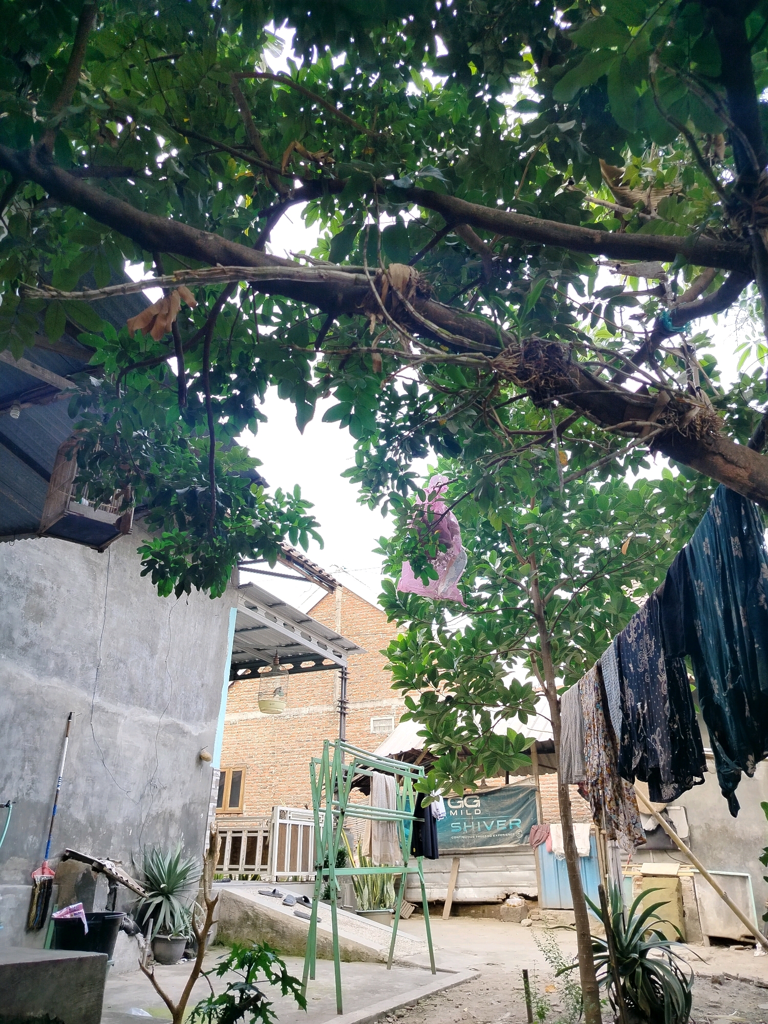 This is a medium-angle, full shot of a backyard in Beloh, Indonesia, dominated by a large tree with thick branches and abundant green leaves that cast dappled shade over the scene. The tree's canopy takes up a significant portion of the upper frame, with some dried leaves visible amongst the foliage. In the foreground, a young tree with bare branches and a few leaves emerges from the ground.
To the left, a grey concrete wall of a building is visible, with a metal roof extending from it. Hanging on this wall are a broom and a mop. Below them sits a black plastic bucket. A potted plant with long, spiky leaves is placed in front of the wall.
Further into the yard, a two-story building constructed of brick is visible. The lower level has an open-air covered patio area. In the middle ground, a green metal clothes drying rack is set up, holding several items of clothing. To the right of the rack, clothes are also hanging on a line. A pink plastic bag is suspended from a tree branch in the center of the frame.
In the background, a large banner with the text "GG MILD SHIVER CONTINUOUS FREEZE EXPERIENCE" is displayed. Several other structures, including what appears to be a corrugated metal shed or building, are also present. The ground is a mixture of dirt and concrete. The sky, visible through the leaves, is overcast. No people are depicted in the image.