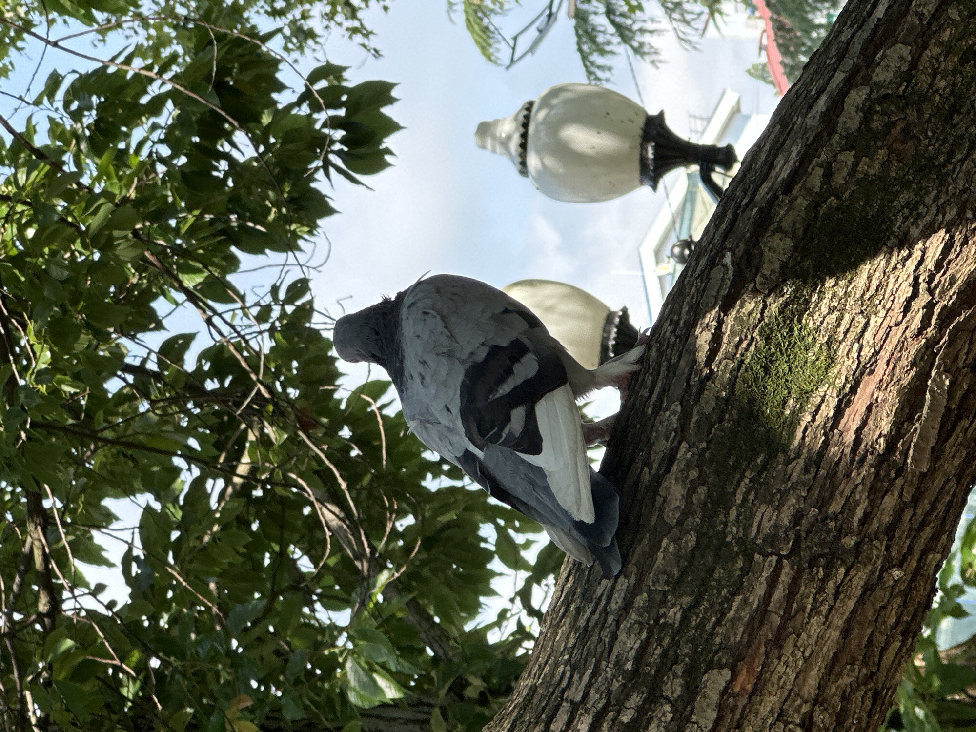 A pigeon perches on a thick tree branch covered in moss and textured bark. The pigeon is facing away from the camera, with its grey and white plumage clearly visible. In the background, two white, ornate lampposts stand against a backdrop of lush green foliage and a bright blue sky. Some buildings with white facades are visible behind the lampposts, suggesting an urban or park setting. The scene is illuminated by natural daylight. The image appears to have been taken in Sochi, Russia.