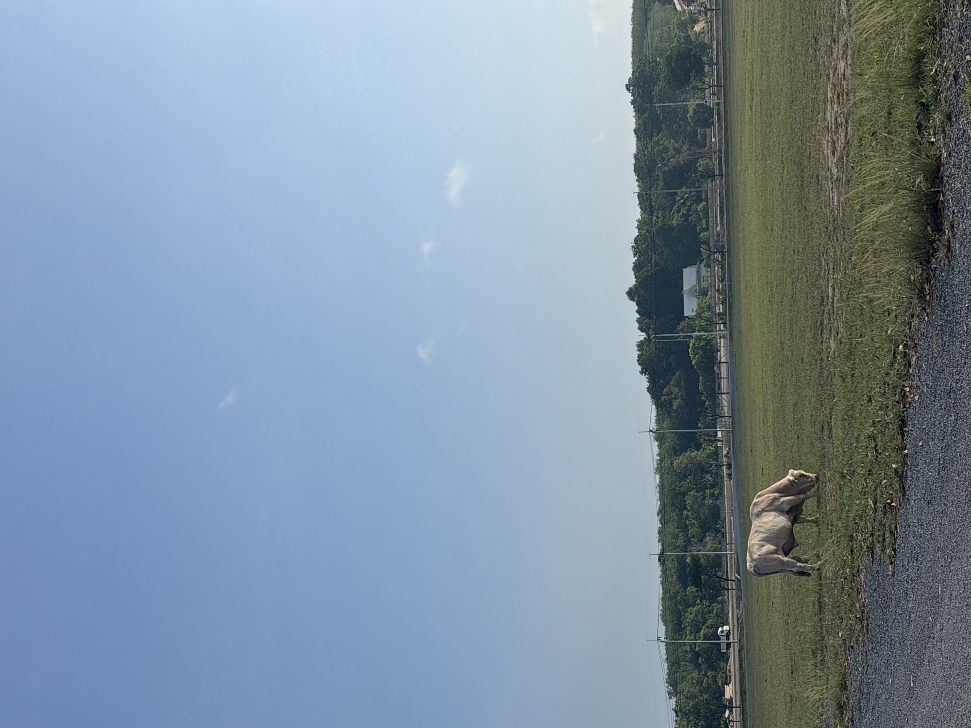 This image depicts a sunny, outdoor scene in a rural or semi-rural landscape, consistent with Choeng Thale, Thailand. The primary subject is a large, light-colored bovine animal, possibly a bull or an ox, standing on the edge of a expansive green grassy field. The animal appears robust and muscular, positioned with its head slightly lowered, facing to the left.
The foreground features a rough dirt or gravel path that borders the grassy field on the right side of the frame. Beyond the field, a dense line of green trees forms a significant treeline or forest in the background. Several utility poles, connected by overhead wires, are visible horizontally across the midground, partially obscured by the trees. A faint white building can be discerned further back among the foliage.
The upper portion of the image is dominated by a wide expanse of clear, bright blue sky, with only a few very sparse and wispy white clouds. The strong, uniform illumination indicates it is daytime, likely mid-morning to late afternoon, under clear weather conditions. No specific activity or event is overtly taking place; the animal is simply present in its environment. There is no visible text within the image.