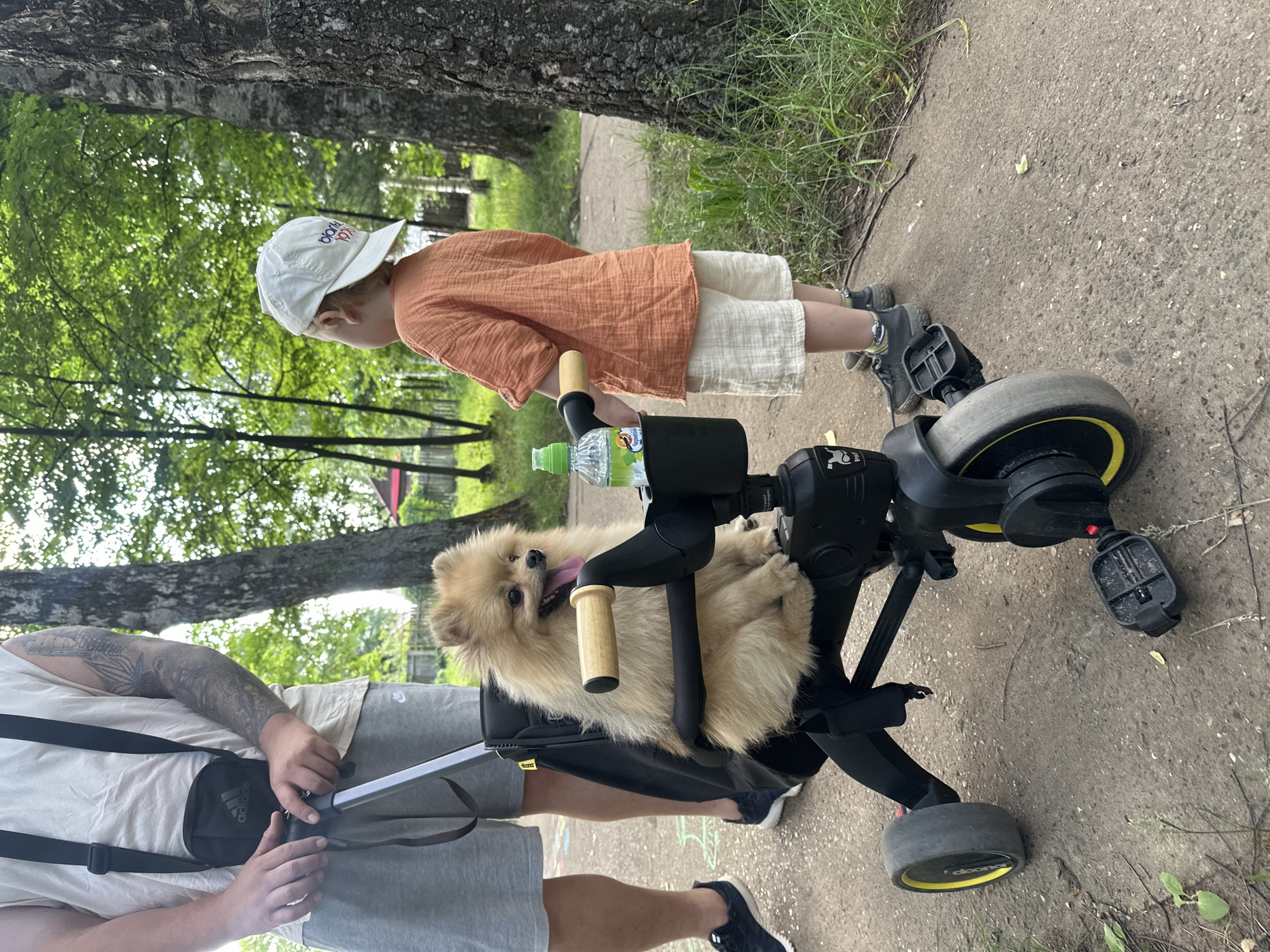 In Votkinsk, Russia, a Pomeranian dog sits in a black stroller while a young child in an orange shirt and white shorts stands nearby. An adult, partially visible, holds the stroller. The scene takes place outdoors, likely in a park, with trees and a path visible in the background.