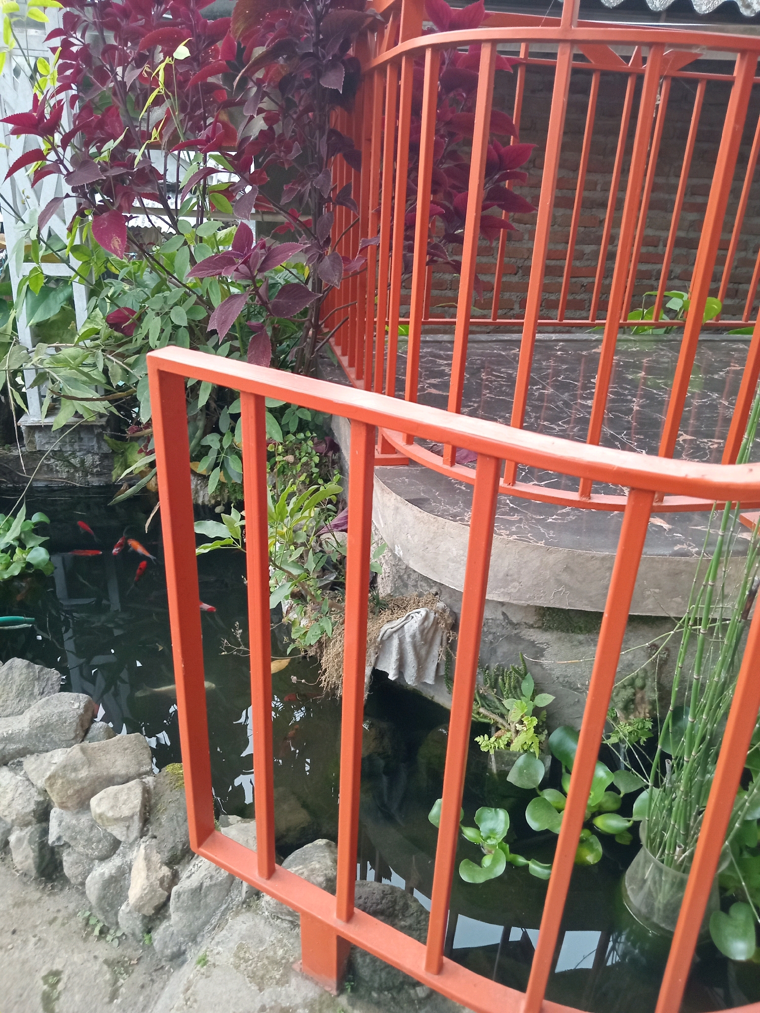 In Claket, Indonesia, an outdoor koi pond is visible, bordered by a low stone wall and surrounded by lush greenery. A bright orange metal railing frames the scene in the foreground and extends to the right, partially obscuring a circular platform with a marble-like surface. Several red and orange koi fish swim in the dark, reflective water. Various plants, including broad-leafed specimens and tall, thin stalks, grow around the pond and behind the railing. In the background, a brick wall is partially visible behind the orange railing. The overall impression is a tranquil garden setting.
