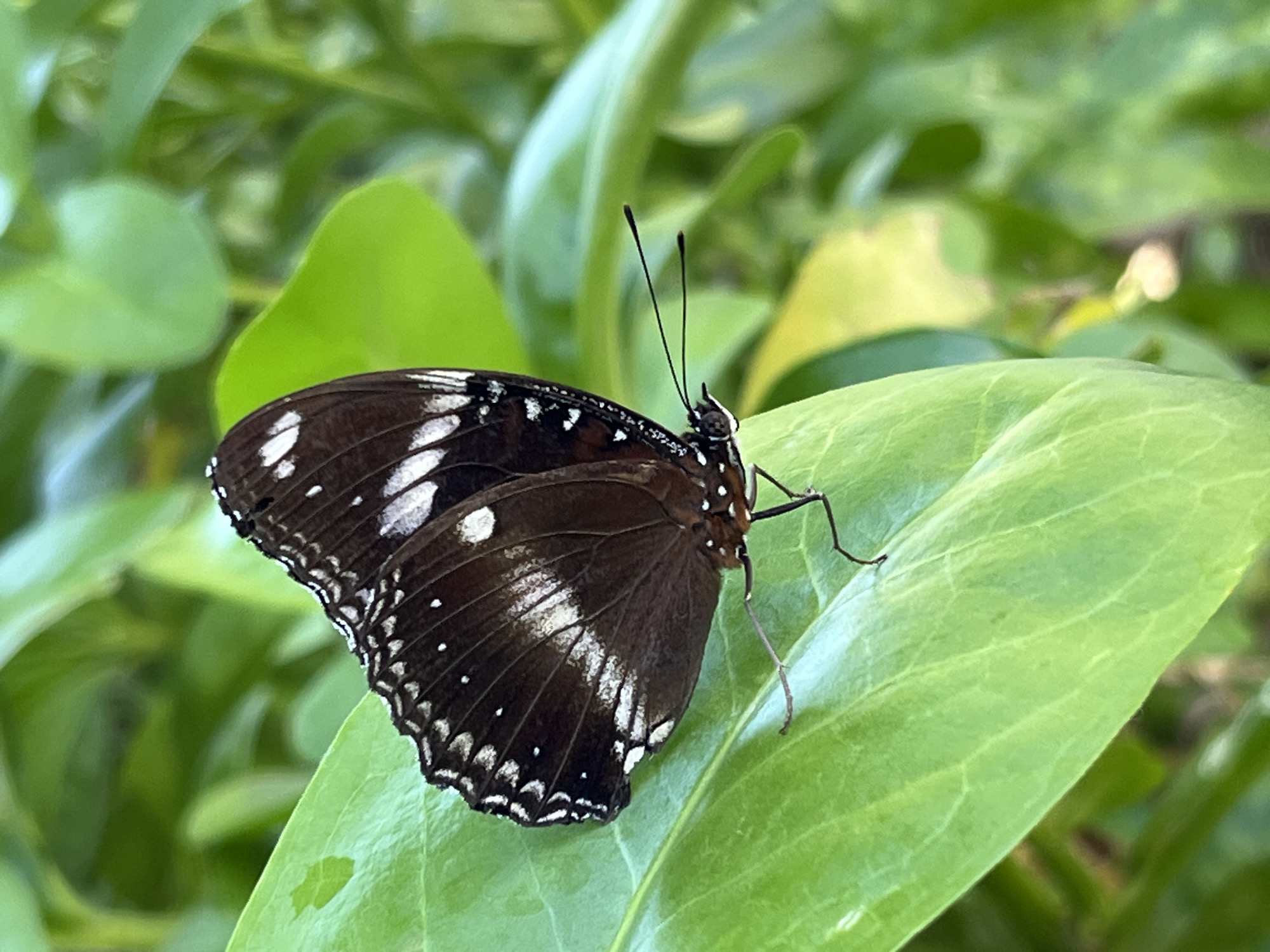 A dark brown butterfly with white spots rests on a vibrant green leaf in a natural outdoor setting. The butterfly's wings are partially open, revealing intricate patterns of white markings along the edges. Its delicate legs are visible, gripping the leaf's surface, and its long, thin antennae extend forward. The background is a blur of lush green foliage, suggesting a tropical environment. The scene is captured in Kuta Selatan, Indonesia, likely in a garden or natural reserve, characterized by the abundant plant life and diffused sunlight.