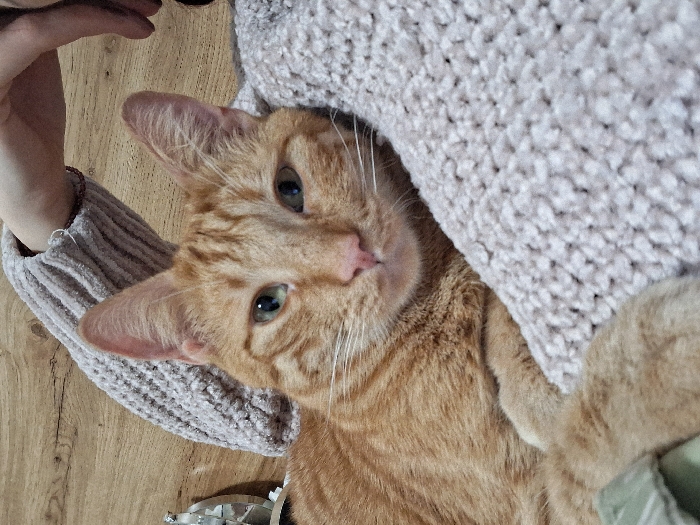 The scene depicts an orange tabby cat resting in an indoor environment within the city of Varna, Bulgaria. The cat, exhibiting ginger-striped orange fur and light green eyes, is positioned centrally, looking directly at the viewer. Its pink nose and white whiskers are prominent. The cat is partially supported by a light beige, chunky-knit textile, likely a blanket or sweater, which also covers a human arm visible in the upper right quadrant of the frame. The textile features a distinct looped texture. A light-colored wooden surface, appearing as planking, forms the background behind the arm and to the upper left of the cat's head. A small, reflective metallic object is partially visible on the far left edge, against the wooden background. A segment of green fabric is also present at the bottom left, underneath the cat's left foreleg. The cat's relaxed posture suggests comfort in close proximity to the human and textile.