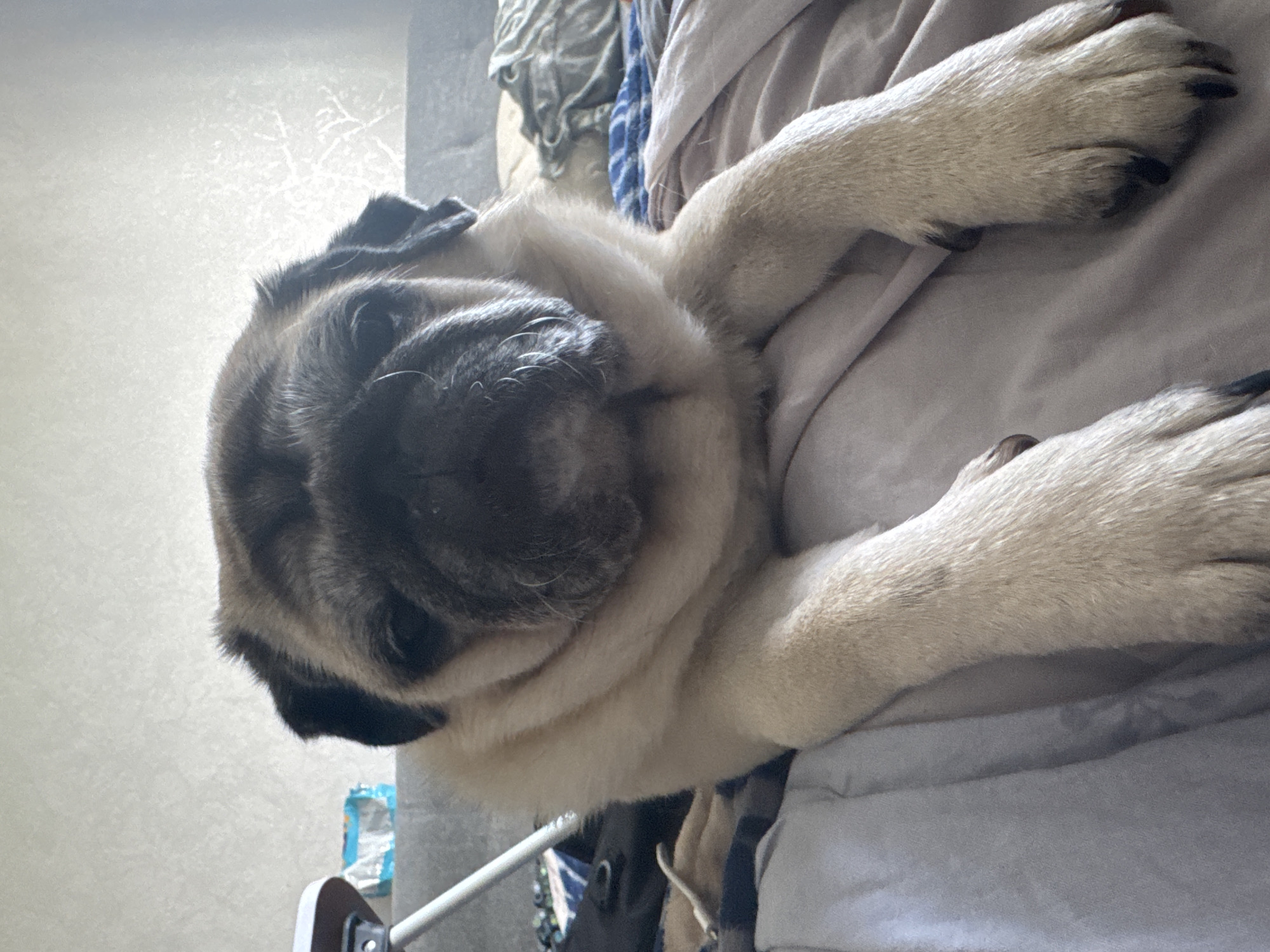 A fawn-colored pug dog is lying on a bed. The dog's face is directed towards the camera. The background is a wall with a textured pattern. There are some blankets and a stand with a blue and white packet visible. The dog's paws are resting on the bed covers.