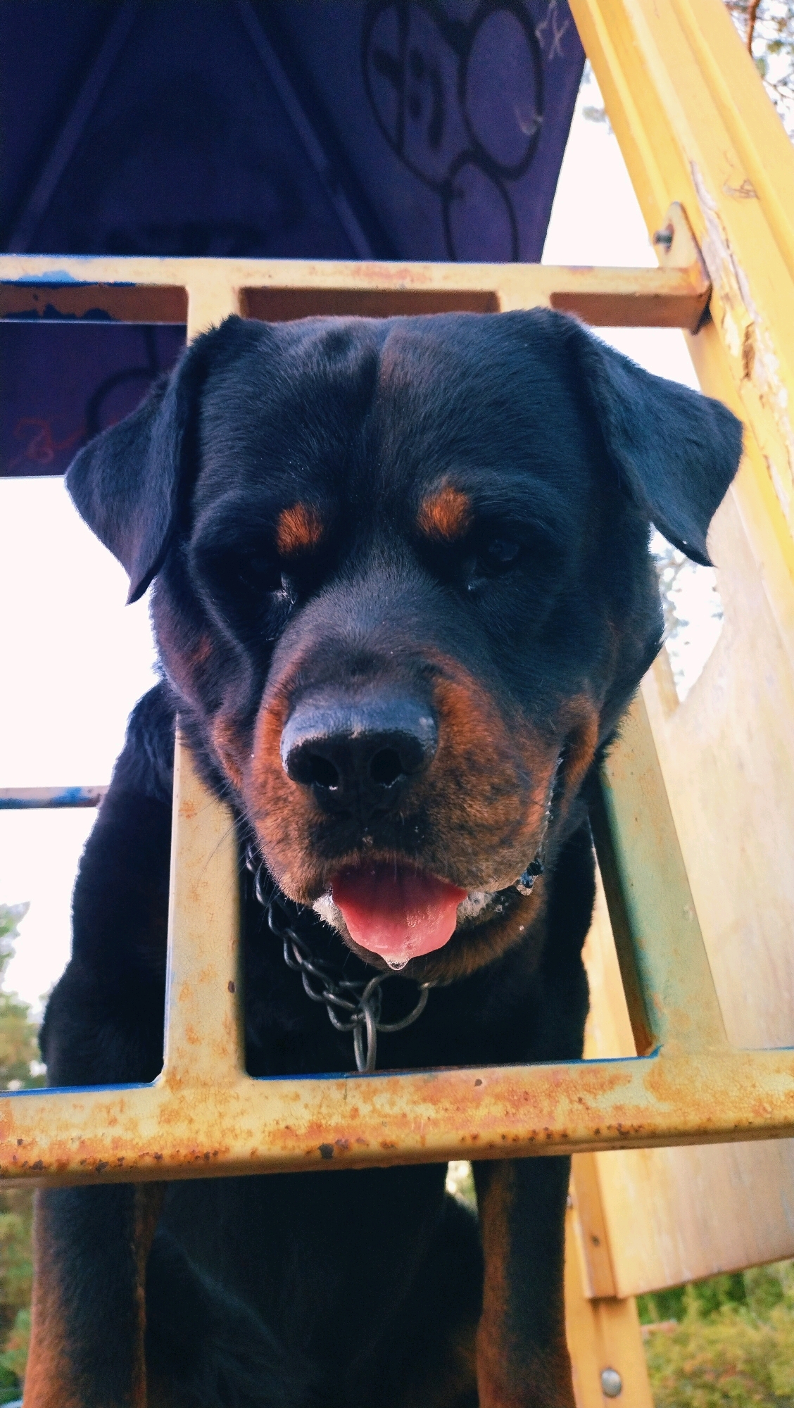 A low-angle, close-up shot shows a Rottweiler looking down from a yellow structure. The dog has black fur with tan markings on its face, legs, and chest. Its tongue is sticking out and appears moist, with a few droplets visible. The dog is wearing a metal chain collar. The yellow structure appears to be part of a playground or park amenity, with rust visible on its surface. In the background, a dark blue structure with graffiti is partially visible, along with a bright sky and some greenery. The setting is outdoors, possibly in a park in Horishni Plavni, Ukraine.