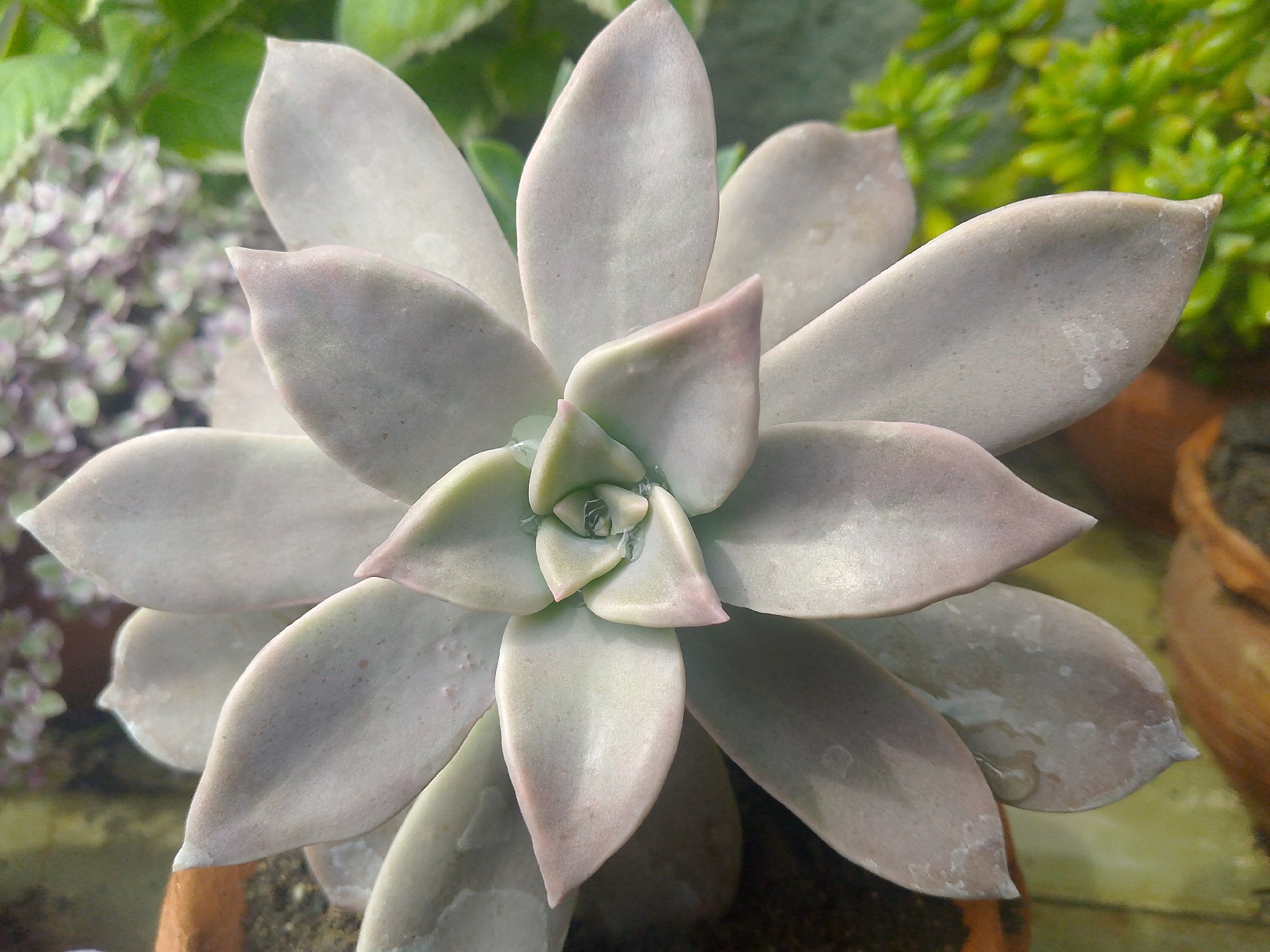 A close-up photograph shows a succulent plant, likely an Echeveria variety, centered in the frame. The plant has fleshy, gray-lavender leaves arranged in a rosette pattern. Droplets of water are visible on some of the leaves. The succulent is planted in a terracotta pot filled with dark soil. The background is blurred and includes other plants, including a plant with small purple and white flowers and another with small green leaves. The photo was taken in Tinaquillo, Venezuela.