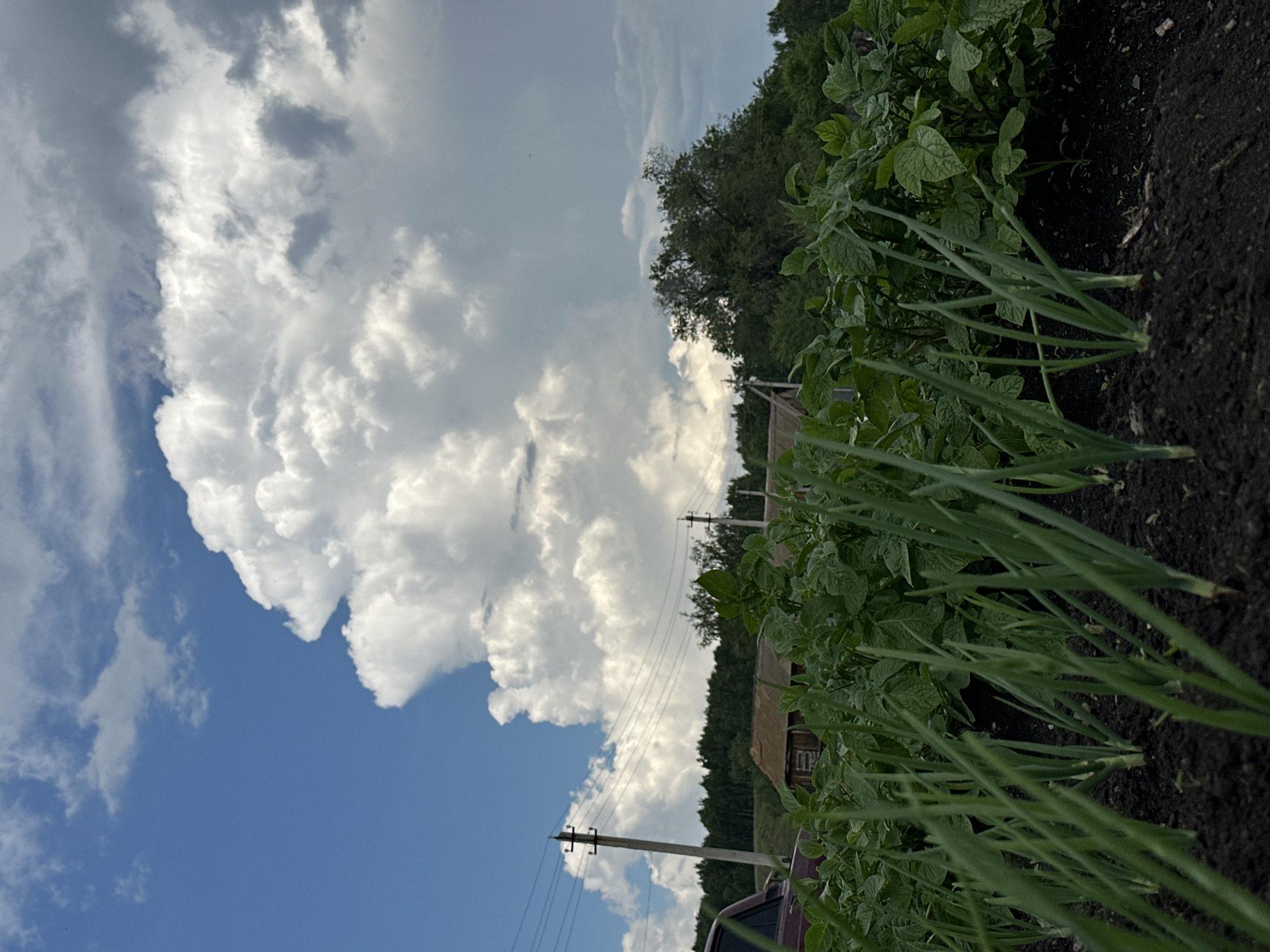 The image depicts a low-angle view of a garden with rows of green onions in the foreground. Behind the onions, potato plants are visible, their leaves lush and green. In the middle ground, a small wooden structure with a weathered roof is partially obscured by trees. To the left, a portion of a maroon vehicle is visible. Further in the background, a line of trees forms a dense, dark green barrier. The sky above is a vibrant blue, dotted with dramatic, large white cumulus clouds, one of which is particularly imposing and extends upwards. Utility poles with multiple wires stretch across the scene from left to right, against the backdrop of the sky. The overall environment suggests a rural or semi-rural setting on a bright, possibly pre-storm day.