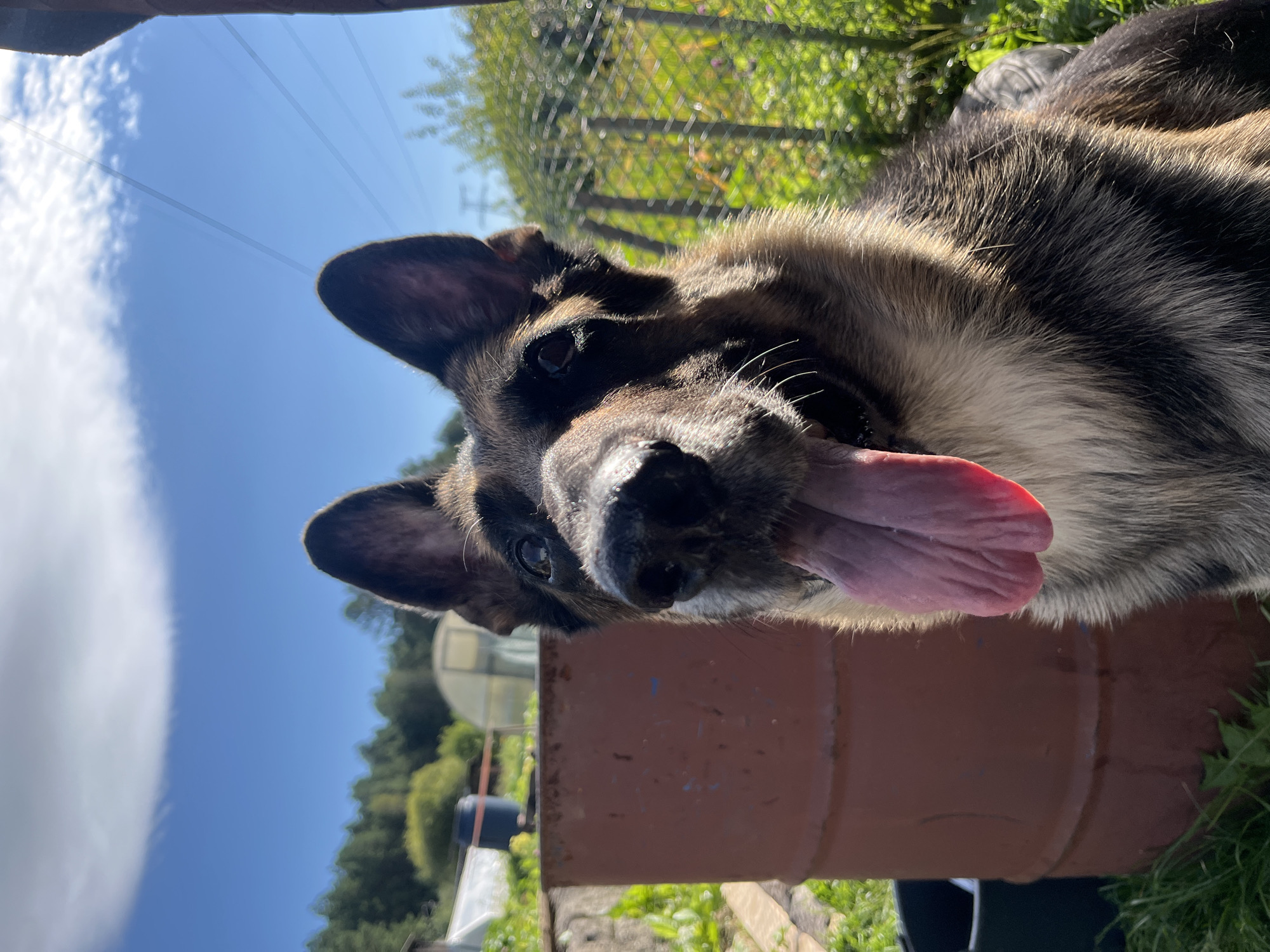 A German Shepherd dog is shown in close-up outdoors. The dog is panting with its tongue hanging out. The background shows greenery, a large red barrel, a fence, and trees under a blue sky with clouds and power lines. There is no indication of the city of Nizhny Tagil, Russia.