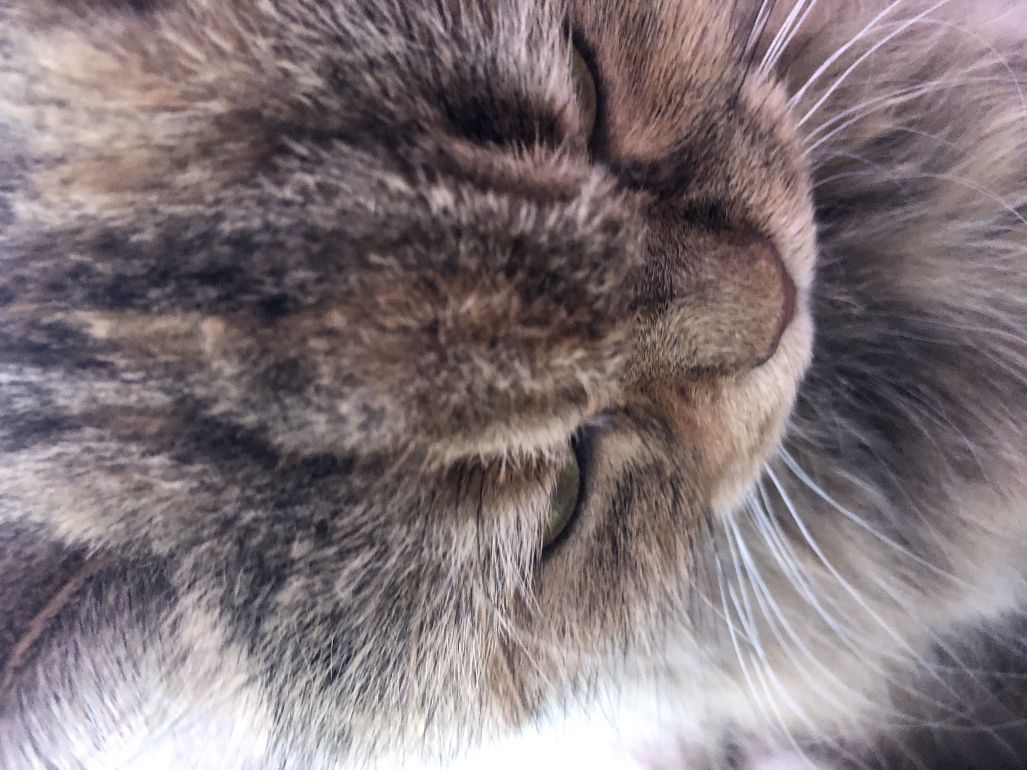 A close-up, eye-level shot of a cat's face shows the animal looking downwards. The cat has tabby fur with stripes of brown and gray. The cat's green eyes are visible, with its right eye closed and its left eye partially open. The cat's whiskers are also visible, extending outwards from its face. The background is out of focus and appears to be a light color, possibly a blanket or clothing.