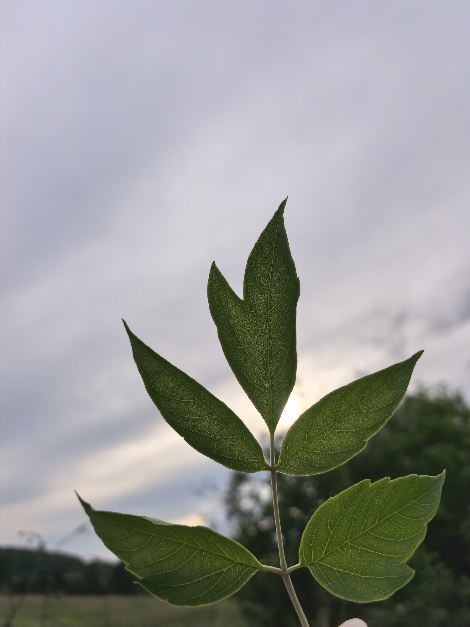 A close-up, low-angle outdoor shot features a stem with several green leaves silhouetted against a cloudy sky with the sun peeking through. The leaves are pointed and exhibit visible veins. In the blurred background, a line of trees and foliage is visible. The scene is set in an outdoor environment, possibly a field or park, with no specific urban landmarks present.