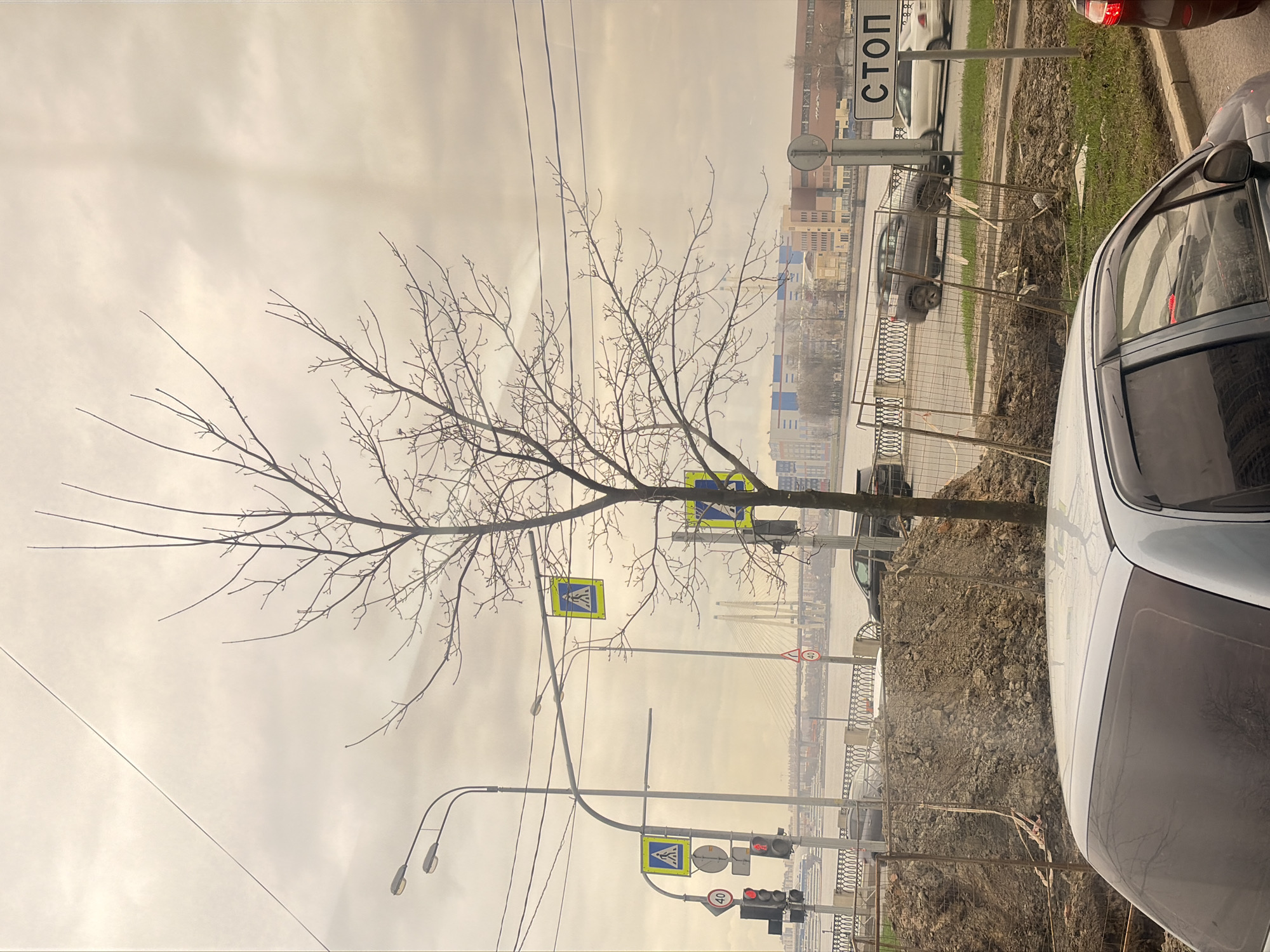 The image shows a street scene in Saint Petersburg, Russia, on an overcast day. In the foreground, there's a bare tree with branches extending across the frame. A pedestrian crossing sign is partially obscured by the tree. Adjacent to the sidewalk, a white car is parked. Beyond the sidewalk, there's a view of the Neva River, with the cable-stayed bridge known as the Western High-Speed Diameter (WHSD) or ZSD visible in the distance. Road signs and traffic lights are present, including a speed limit sign and a "STOP" sign in Russian. The ground near the sidewalk appears disturbed, possibly due to recent construction or landscaping work. Other cars are seen parked along the street further down. Buildings can be seen in the background beyond the river. The scene suggests an urban environment along a riverfront embankment.