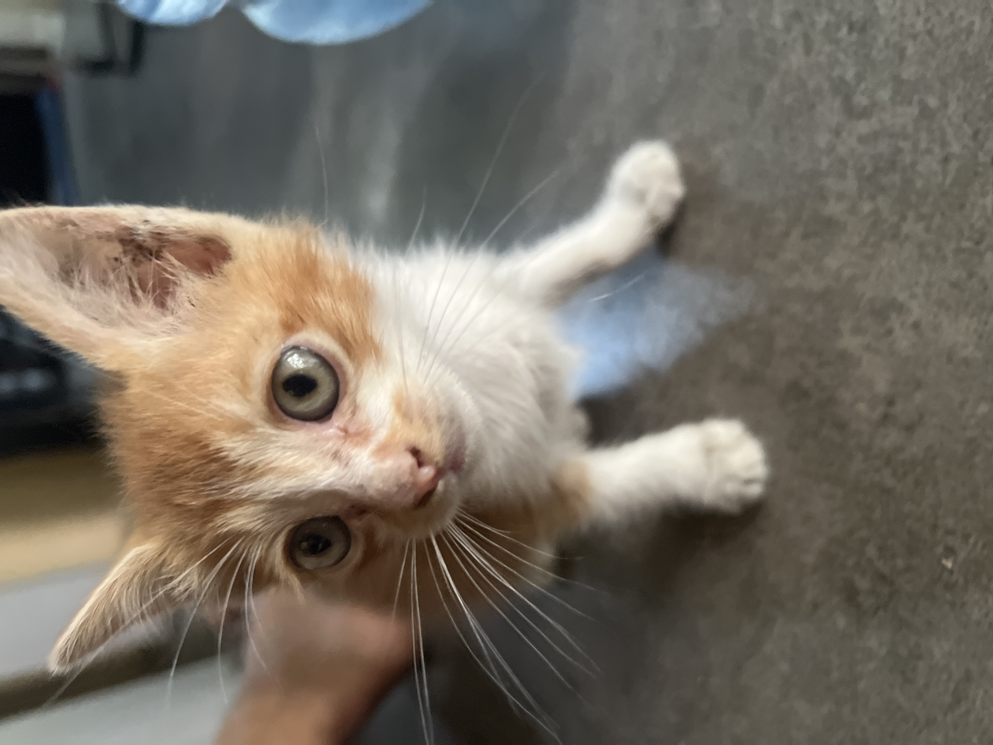 A close-up, eye-level shot features an orange and white kitten with large, round eyes and prominent whiskers, looking directly at the camera. The kitten is positioned on a dark, textured surface, possibly a countertop or floor. Its front paws are visible, one slightly extended. The background is out of focus, showing hints of a light-colored wall or furniture to the left and a blurred blue object to the right. The lighting is natural and appears to be from an indoor setting. No specific city or location details can be inferred from the visual information provided.