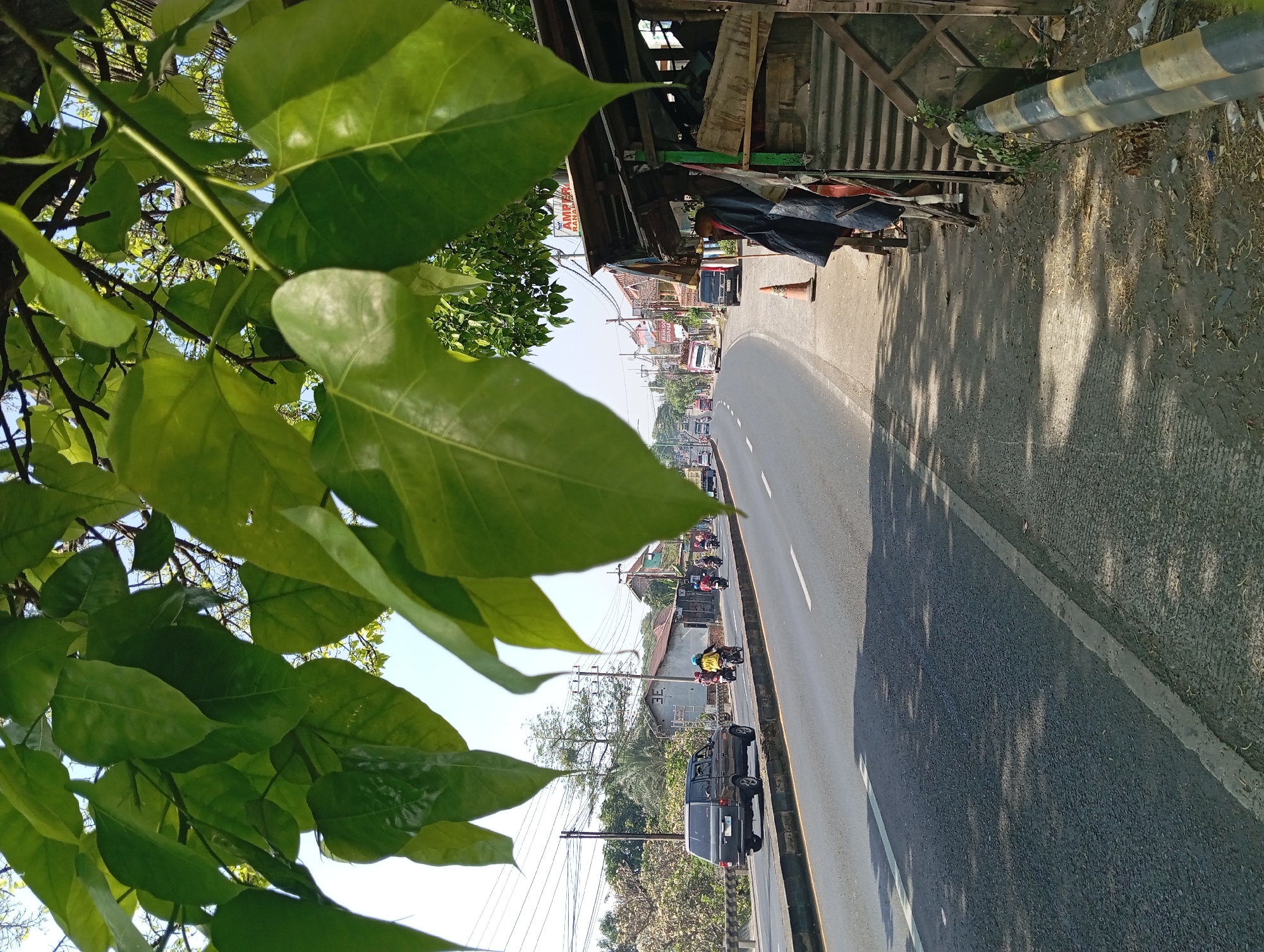 The image shows a roadside scene in Kepulungan, Indonesia. A paved road stretches into the distance, with a lane of traffic moving away from the viewer. Several motorcycles and one dark-colored SUV are visible on the road. On the right side of the road, there is a small, rustic roadside stall with corrugated metal walls and a wooden frame, partially covered with tarps. An orange traffic cone stands on the shoulder in front of the stall. The foreground is dominated by the large, green leaves of a tree casting dappled shadows on the road and the ground next to it. Power lines and poles are visible along the left side of the road, with buildings and trees in the background. The sky is clear and blue, indicating a sunny day.